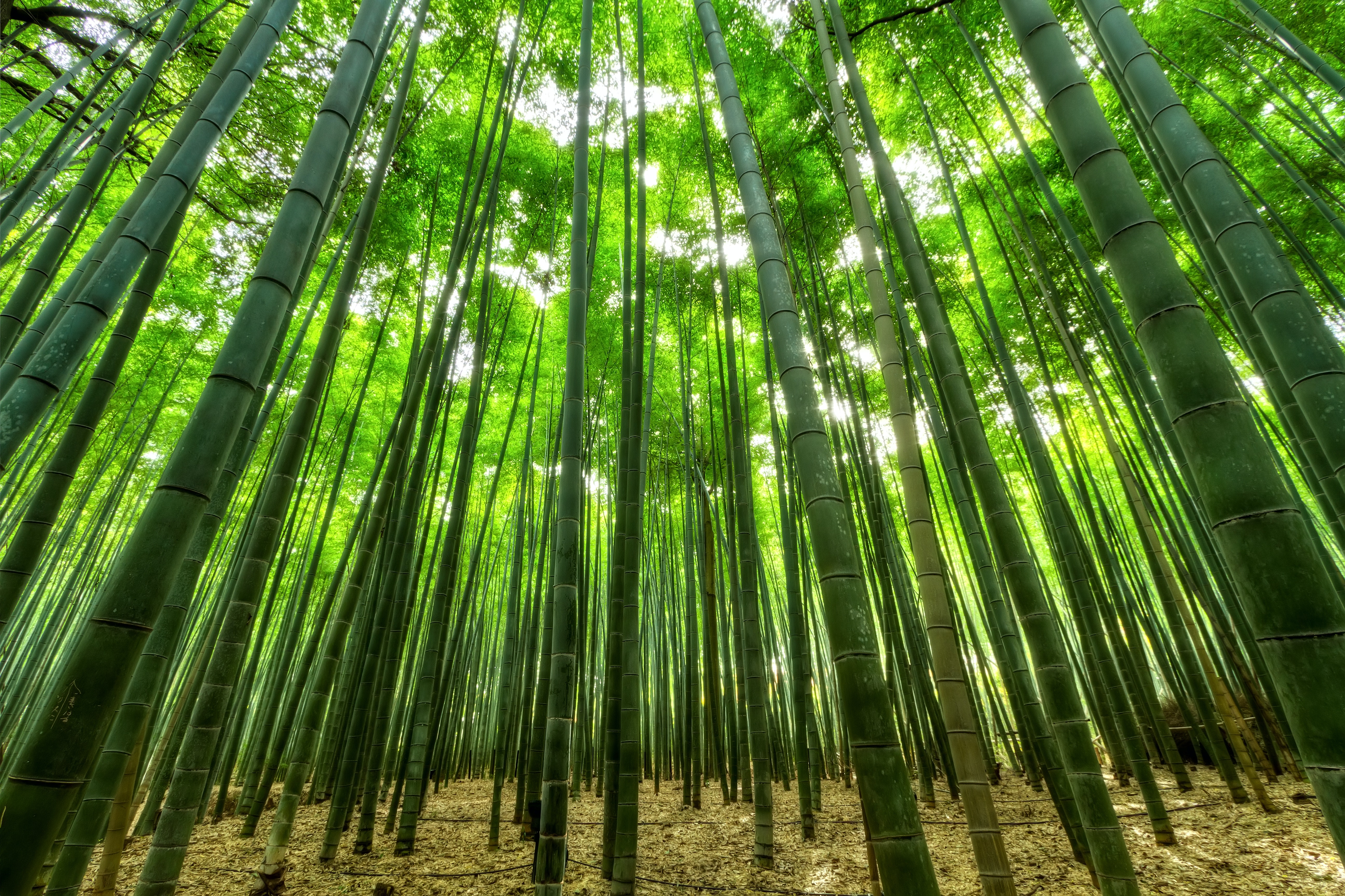 Bamboo Wallpapers