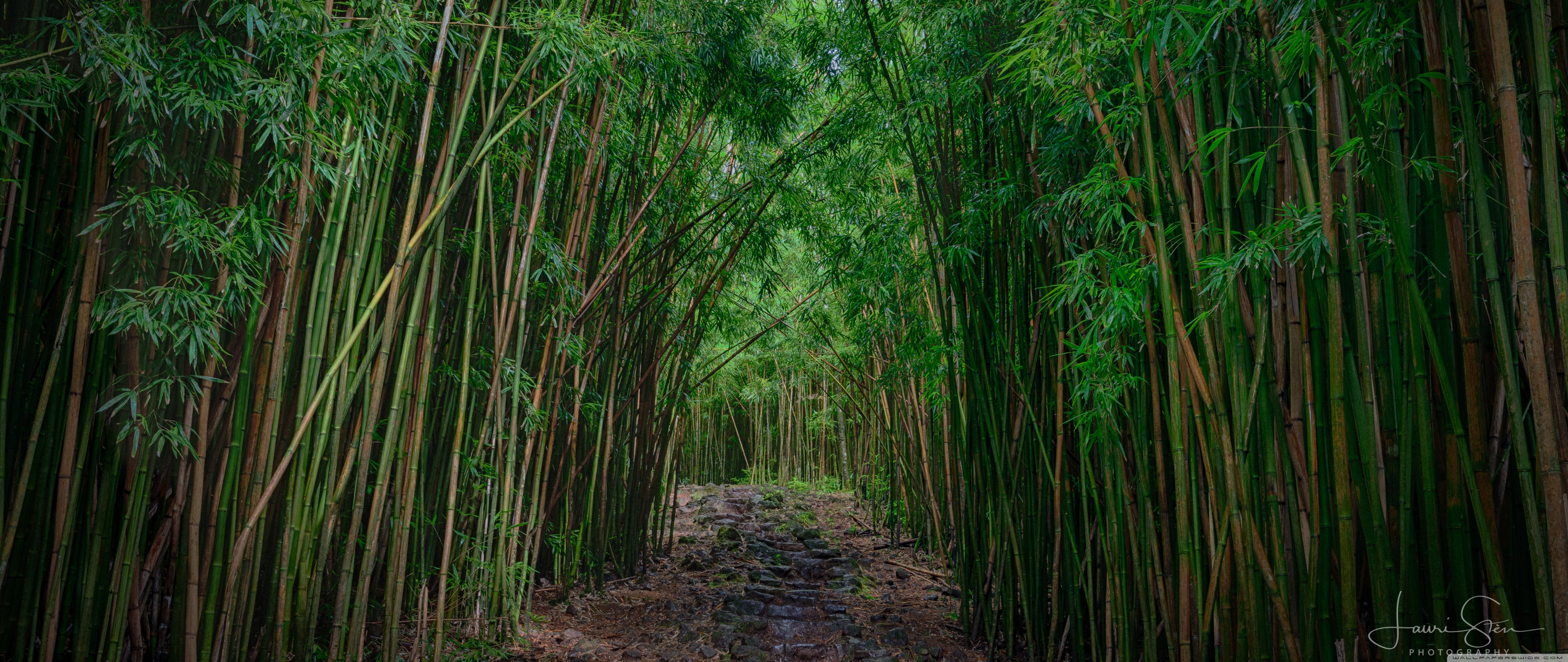 Bamboo Wallpapers