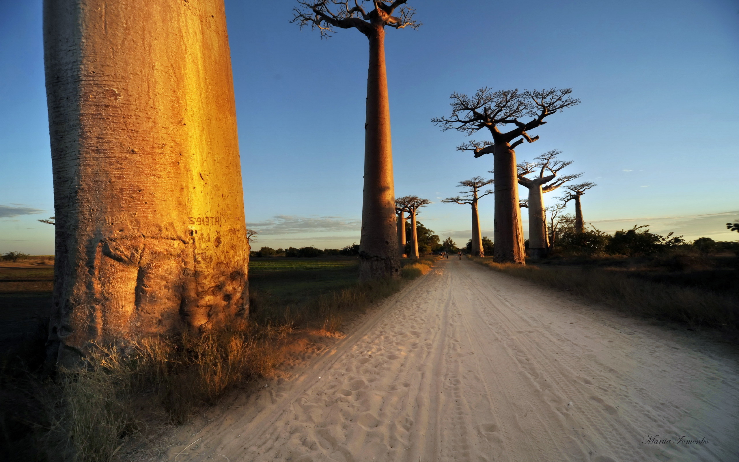 Baobab Tree Wallpapers