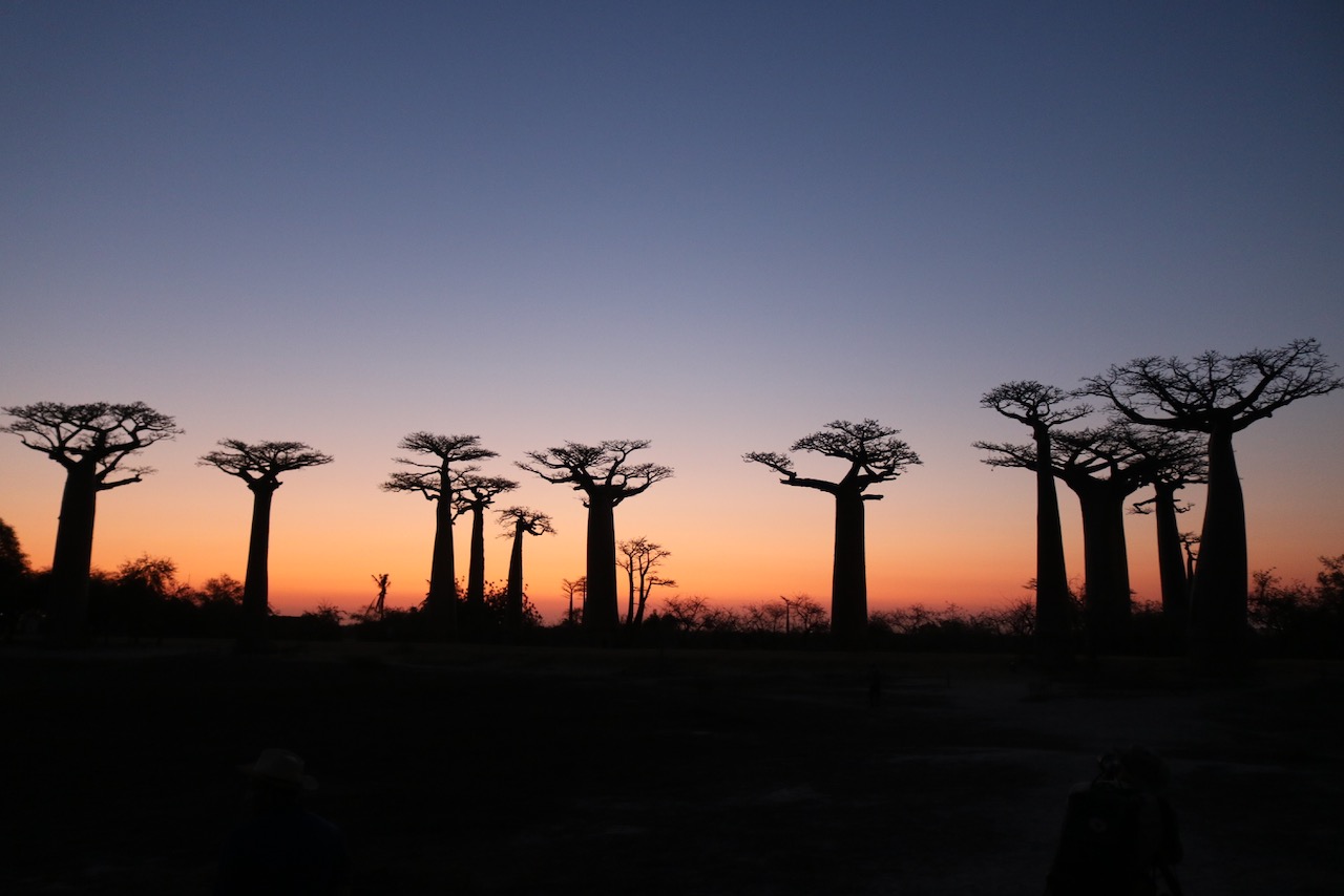 Baobab Tree Wallpapers