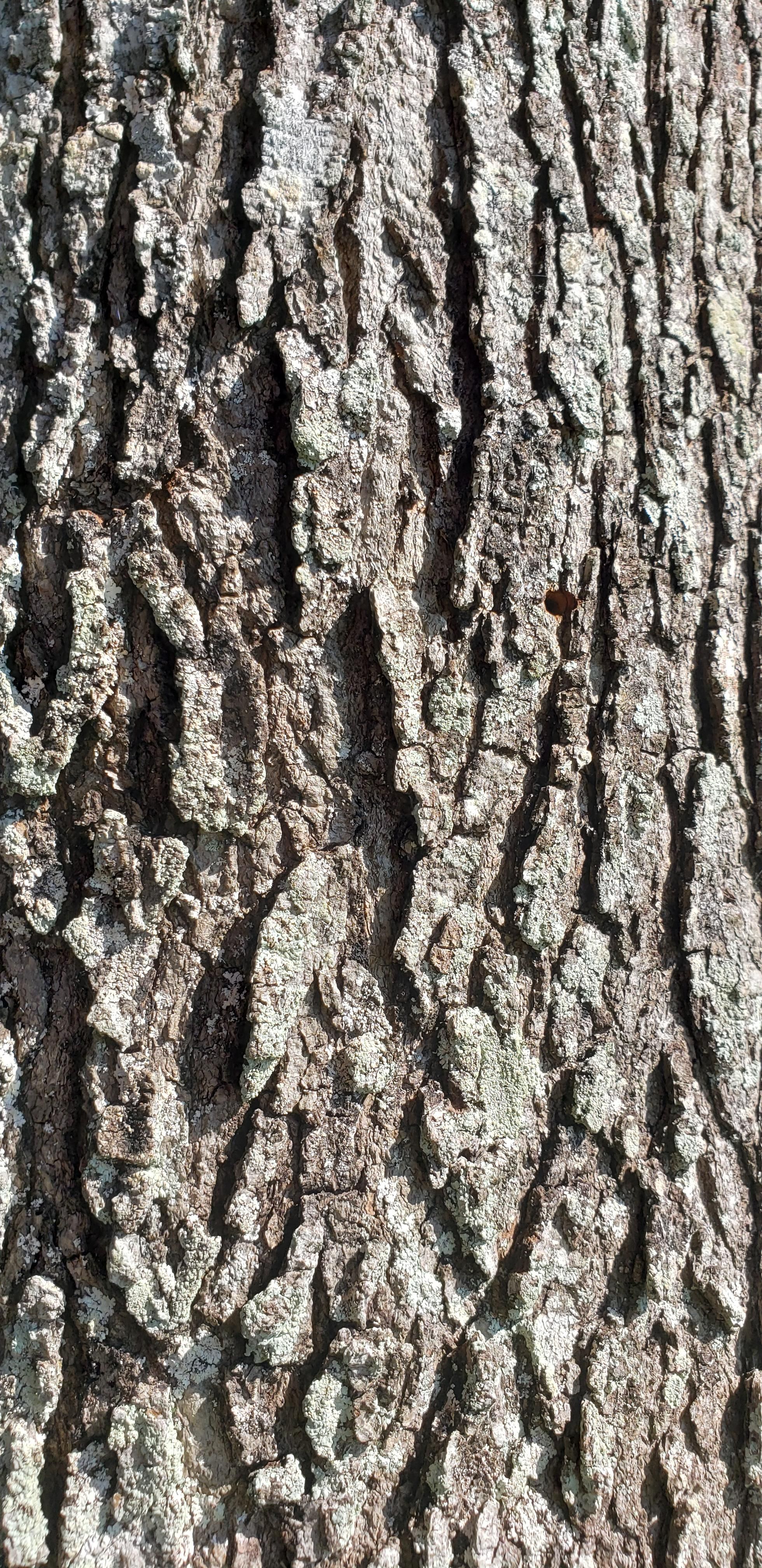 Bark Wallpapers