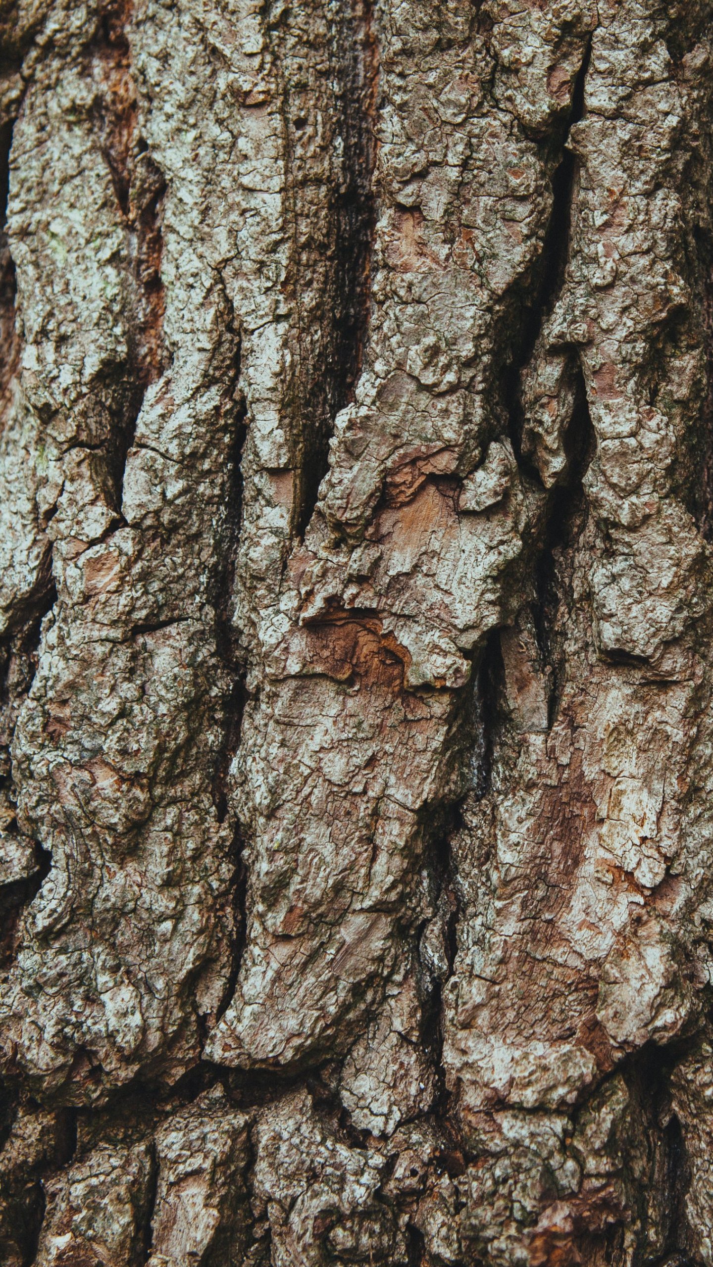 Bark Wallpapers