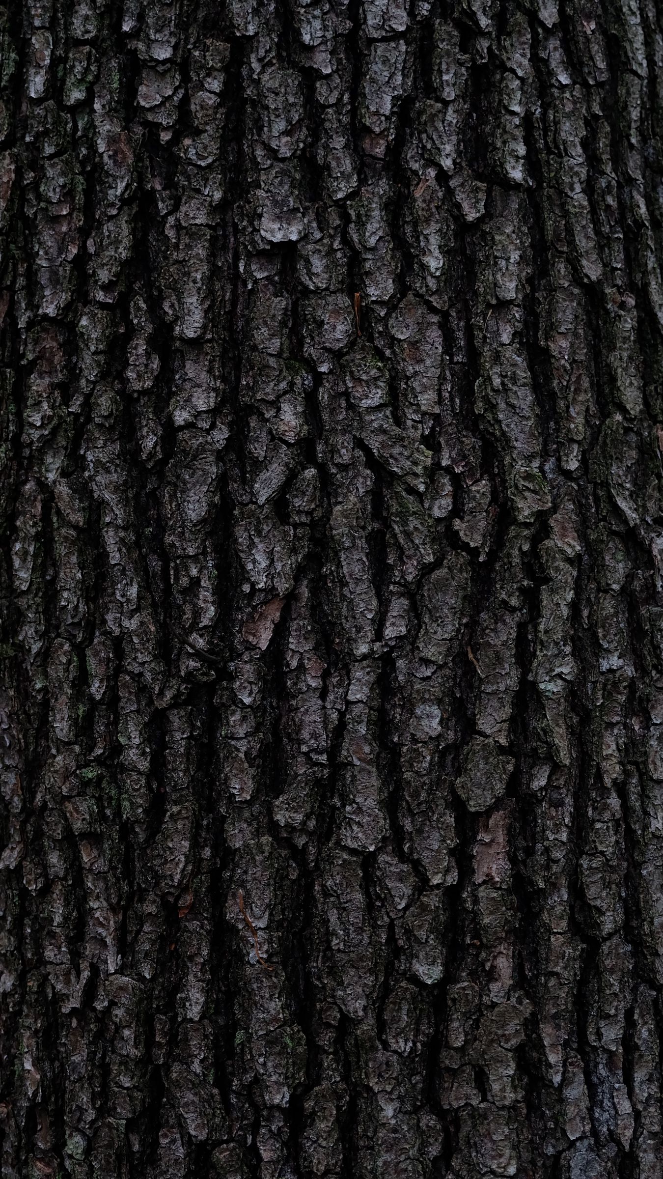 Bark Wallpapers