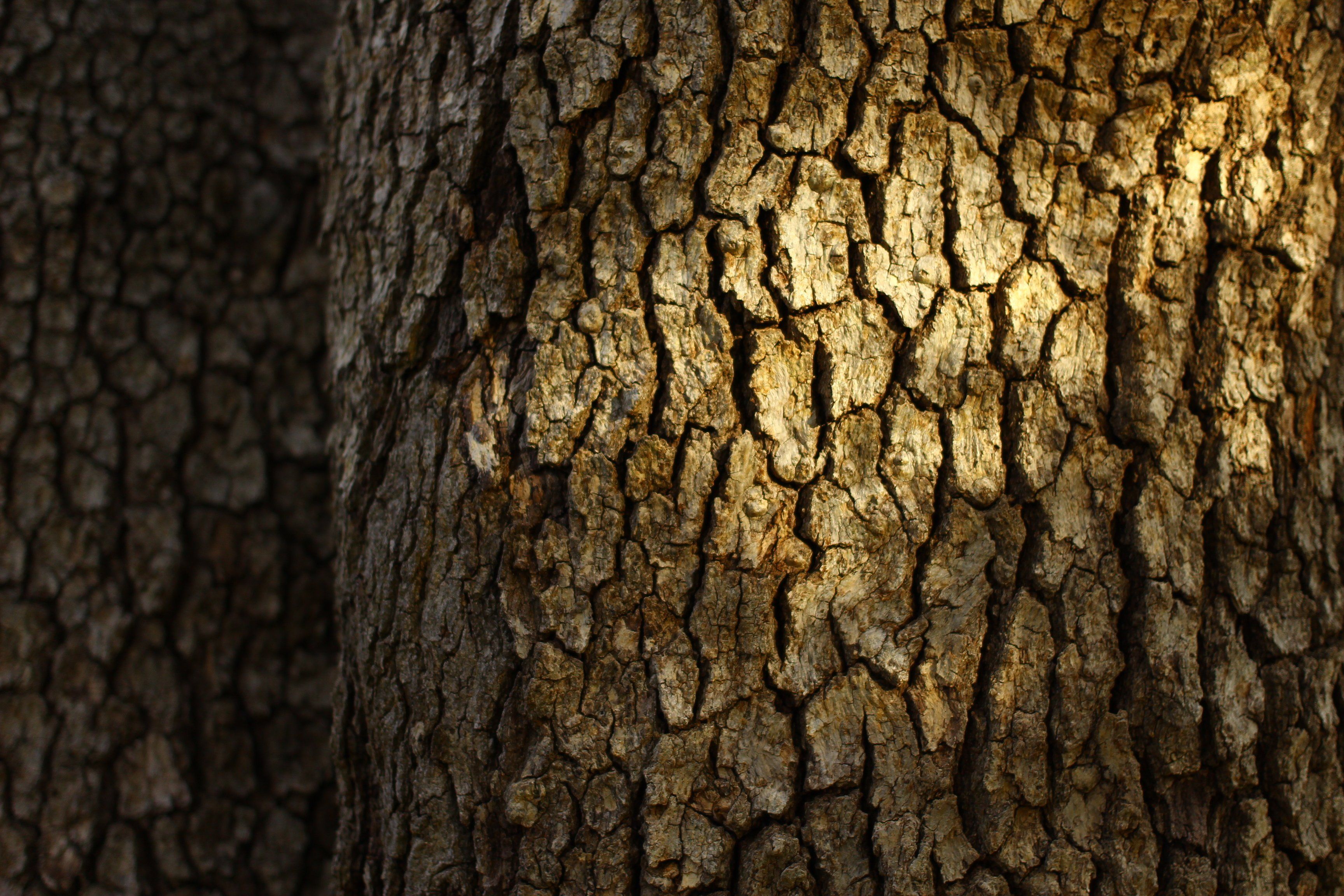 Bark Wallpapers