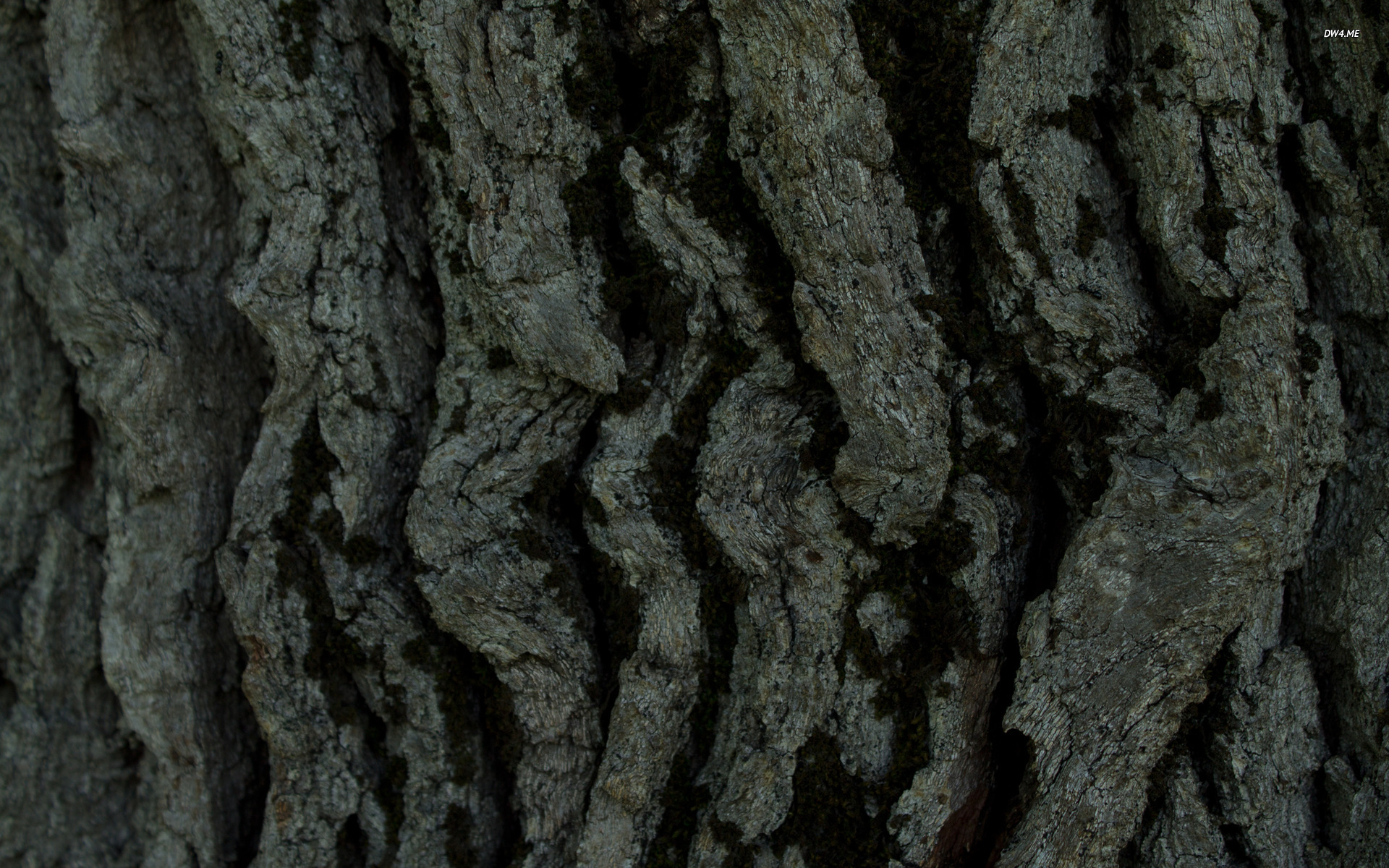 Bark Wallpapers