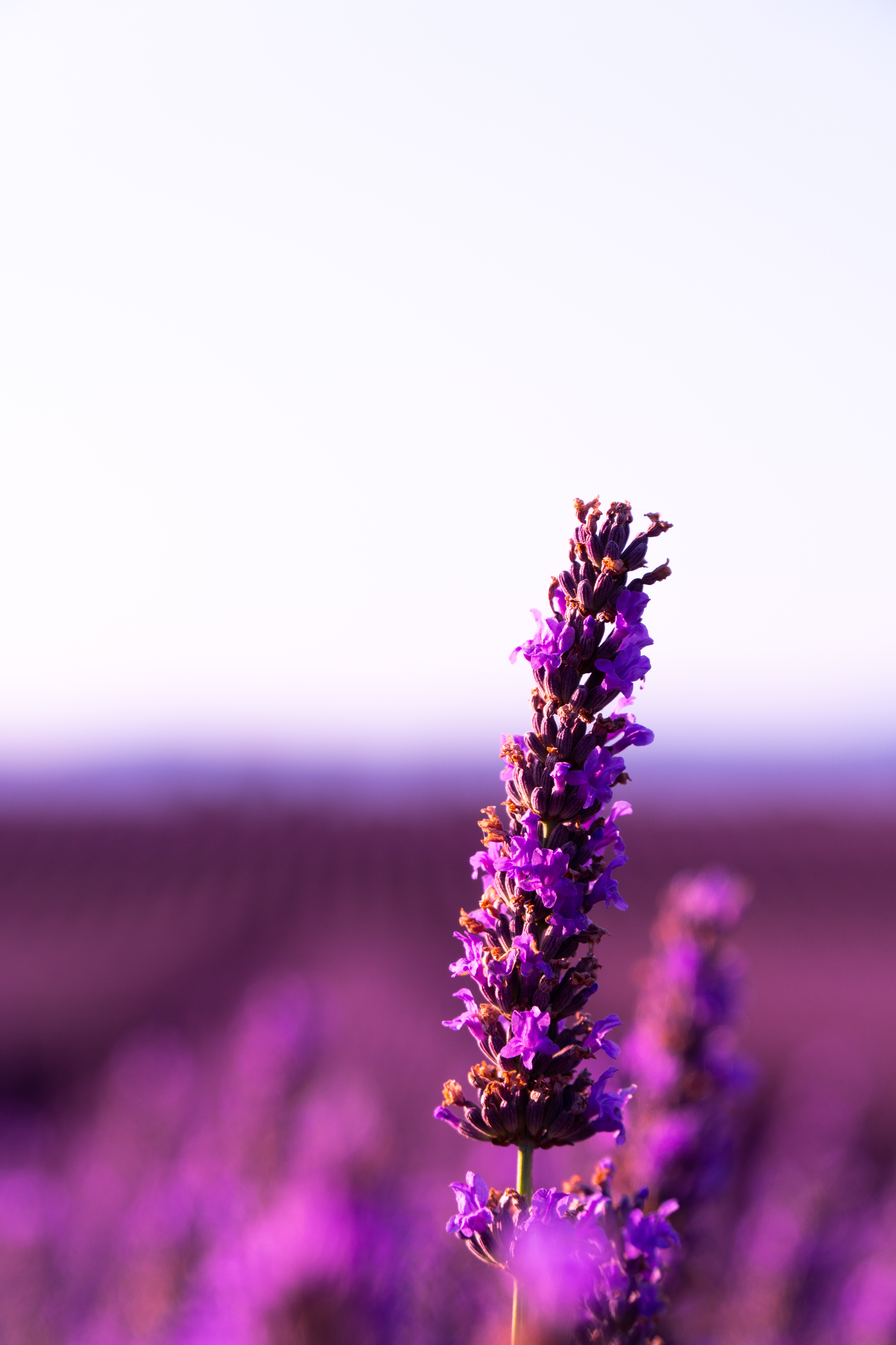 Basket Of Lavender Purple Flower Wallpapers