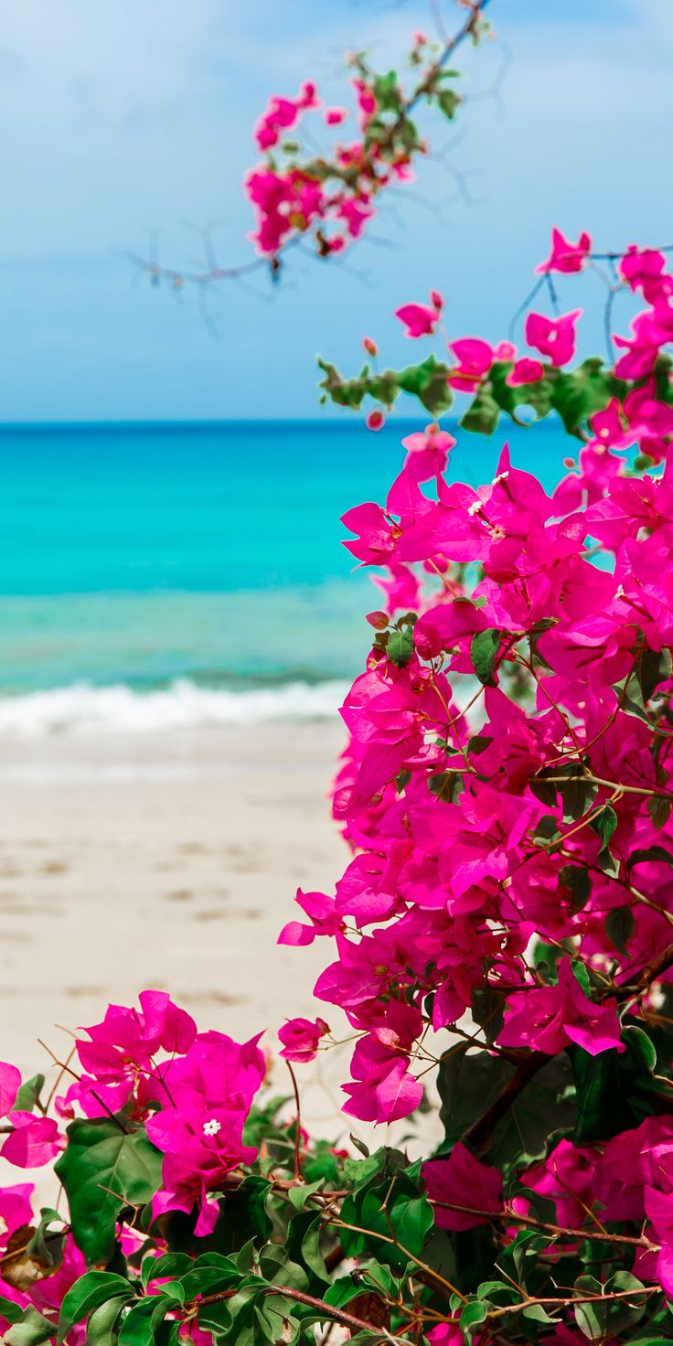 Beach Floral Wallpapers