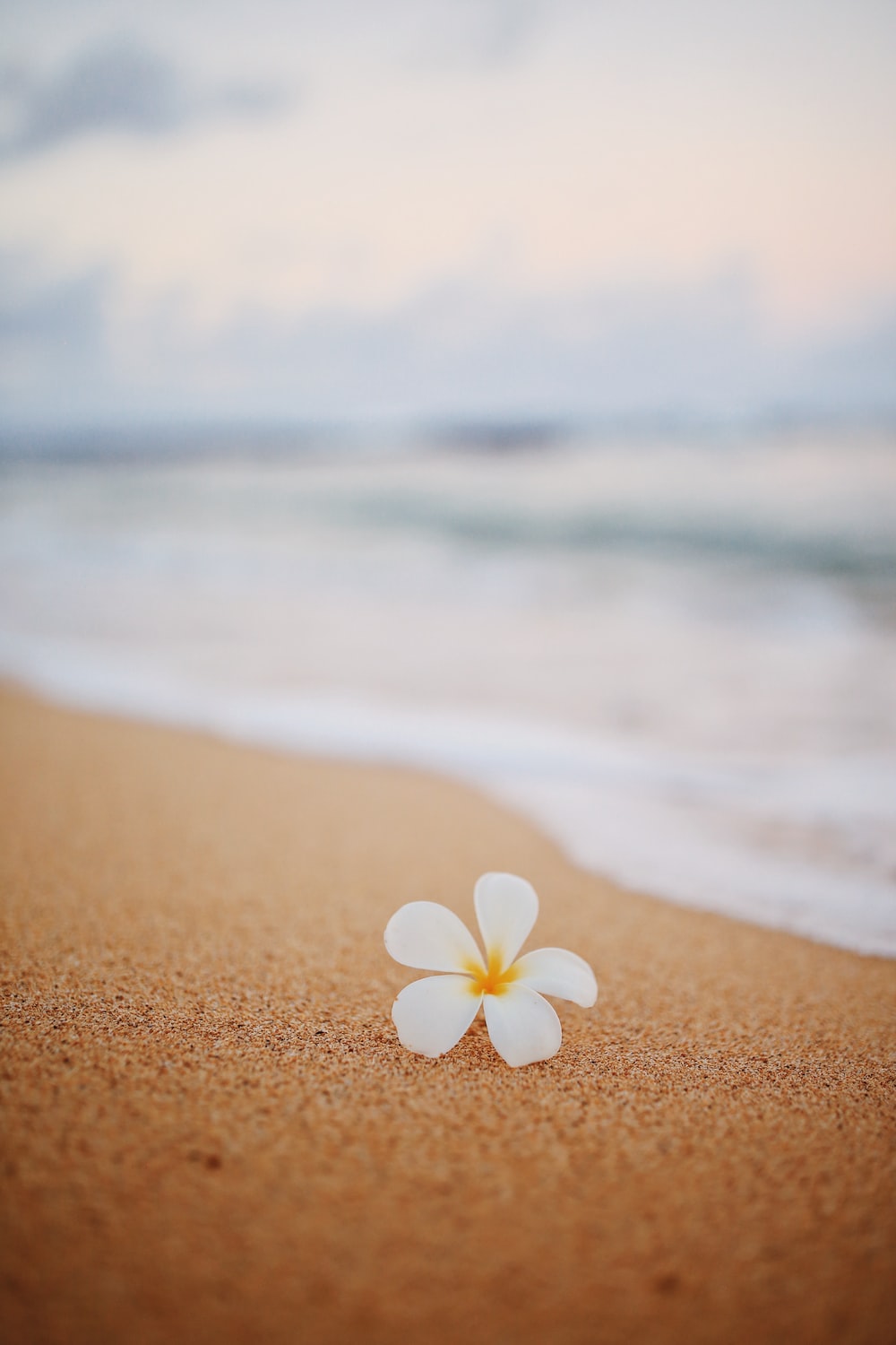 Beach Flower Wallpapers