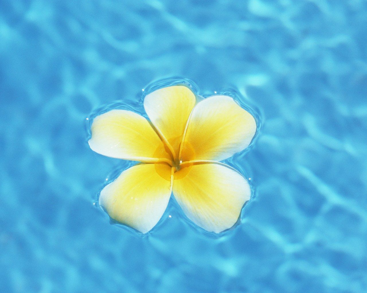 Beach Flower Wallpapers