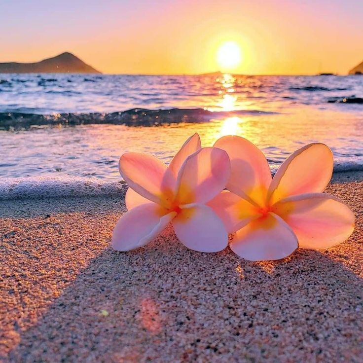 Beach Flower Wallpapers