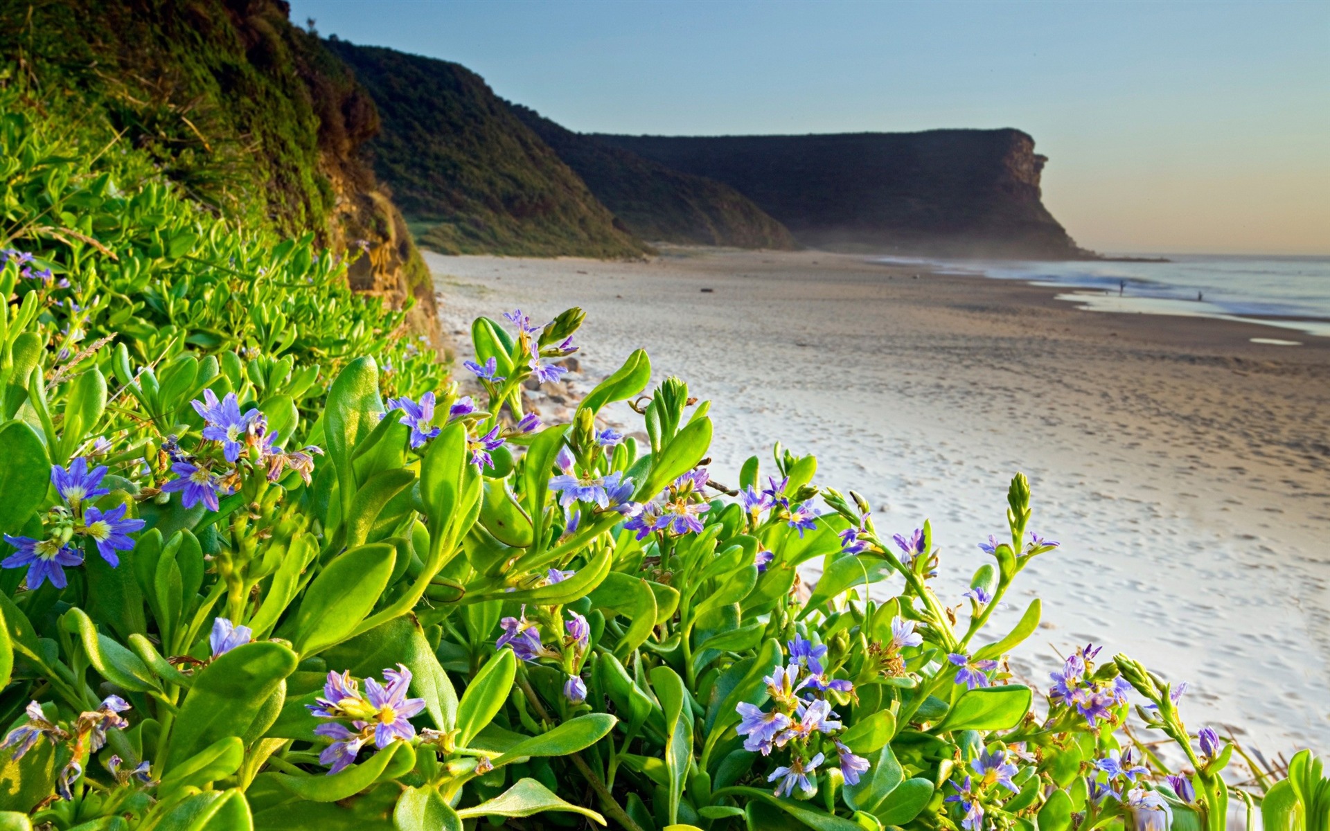 Beach Flower Wallpapers