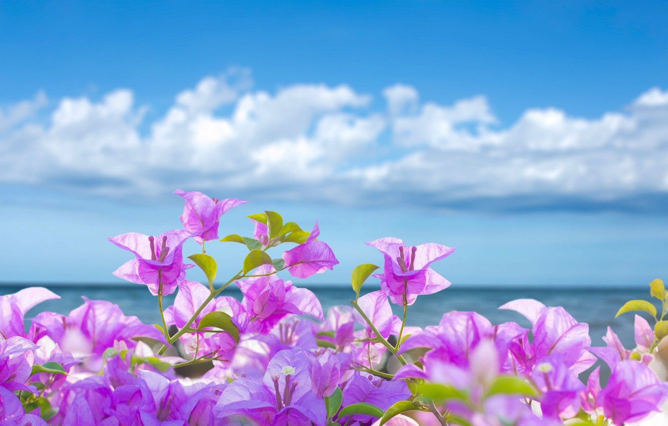 Beach Flower Wallpapers