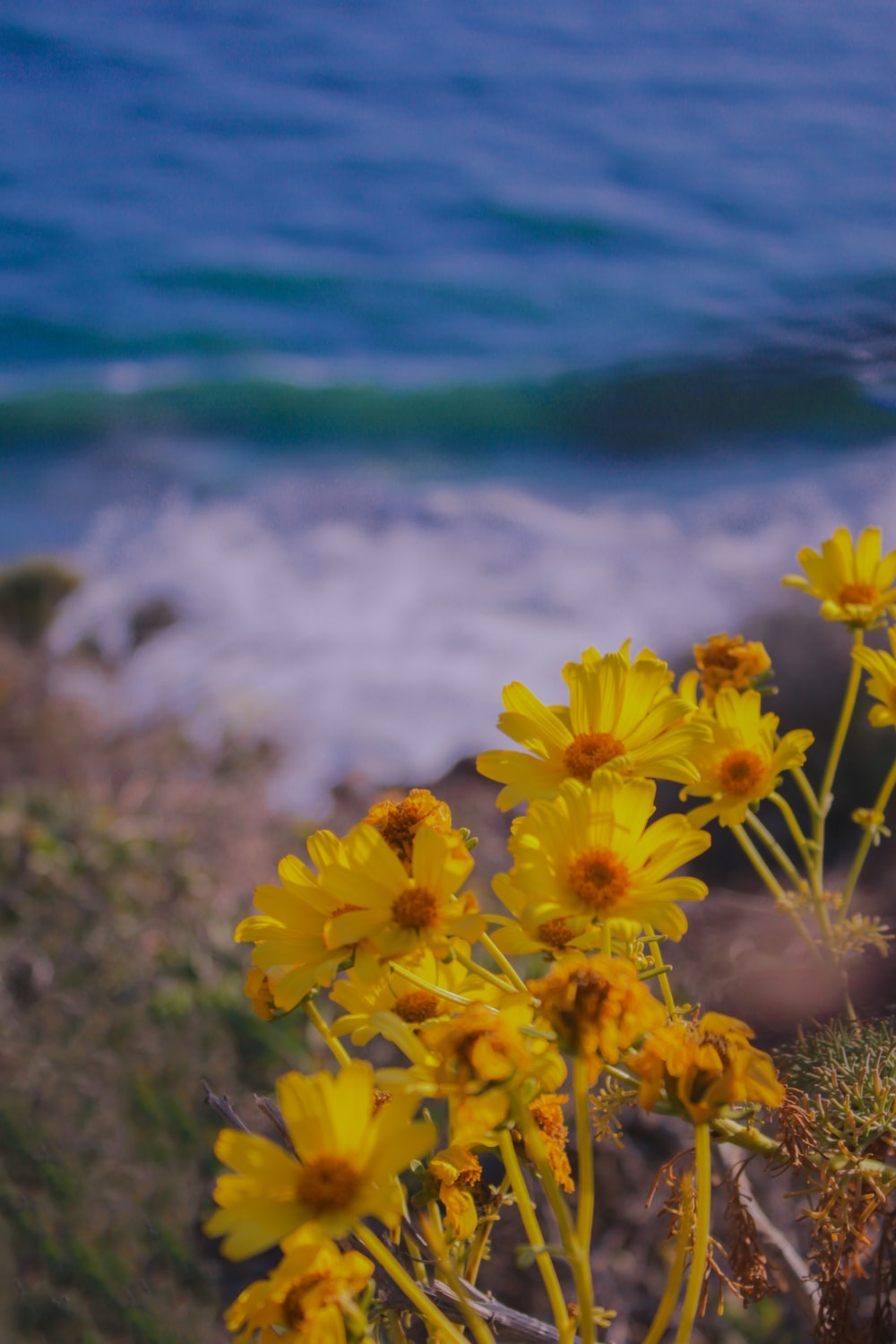 Beach Flower Wallpapers