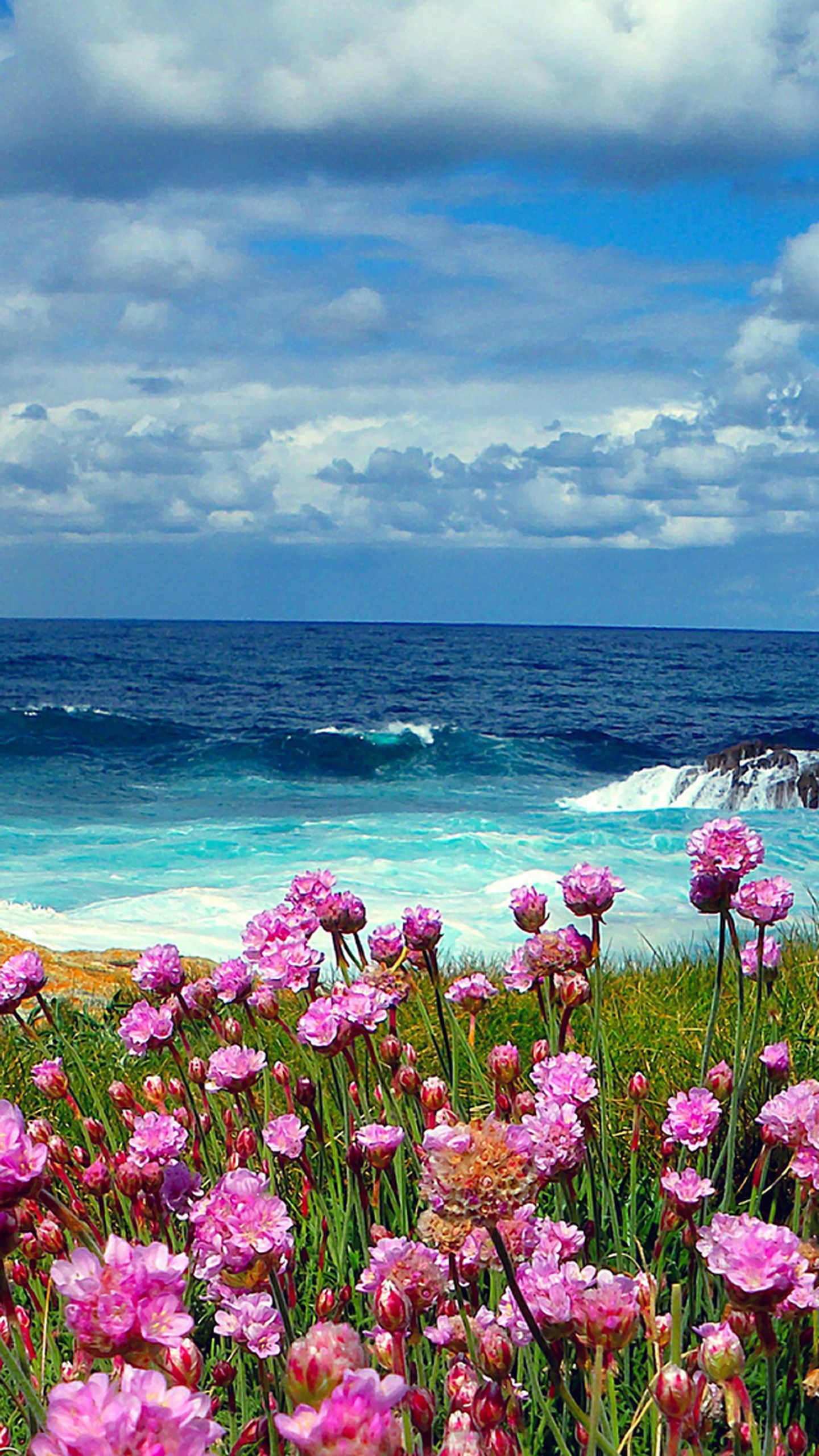 Beach Flower Wallpapers