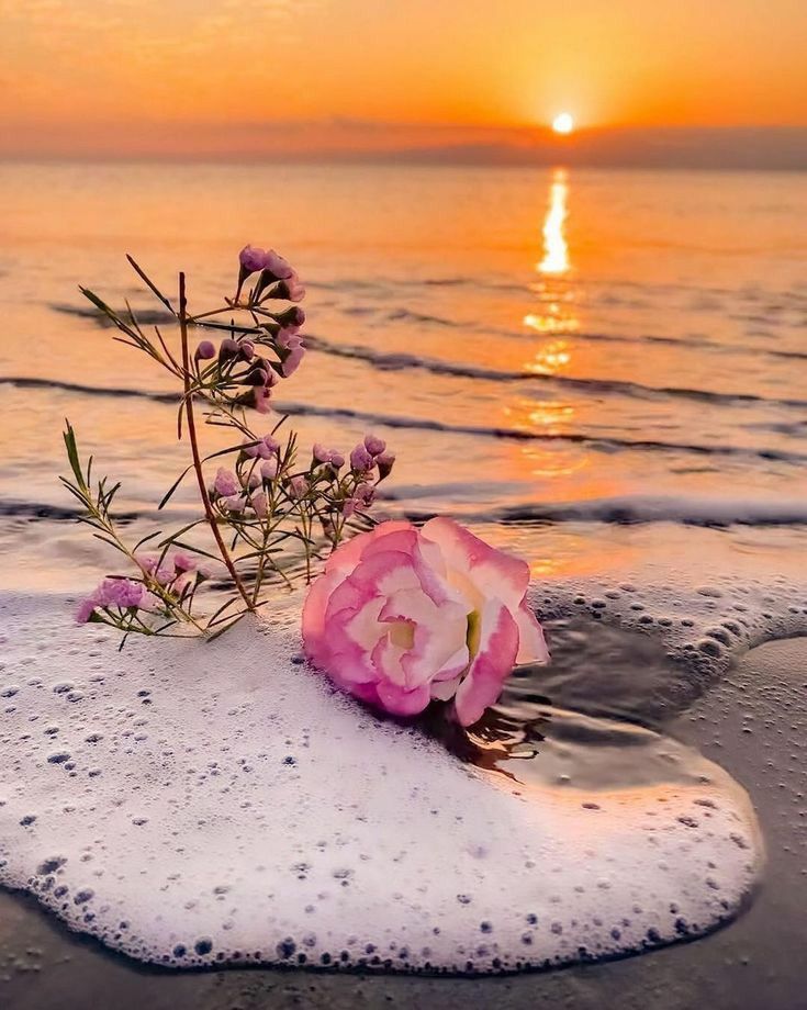 Beach Flower Wallpapers