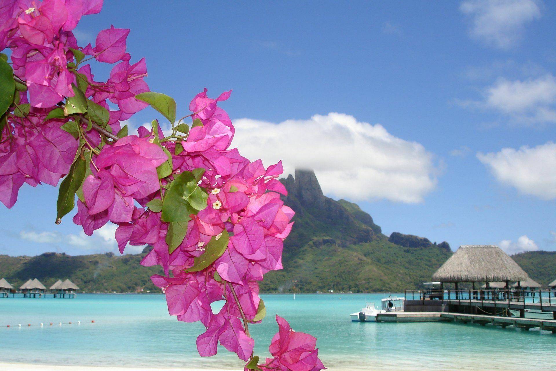 Beach Flower Wallpapers