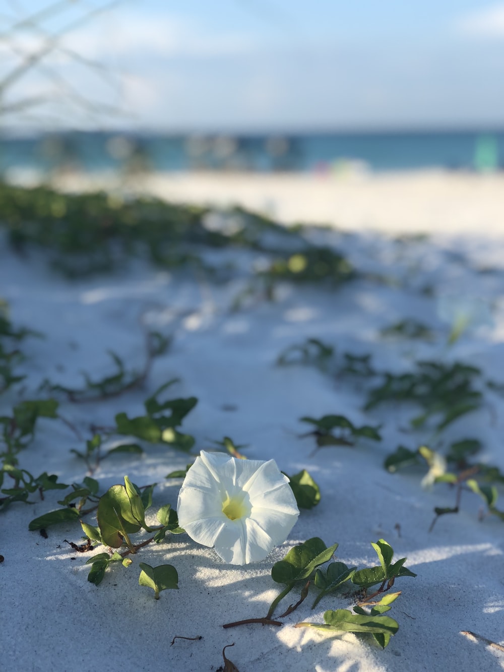 Beach Flower Wallpapers