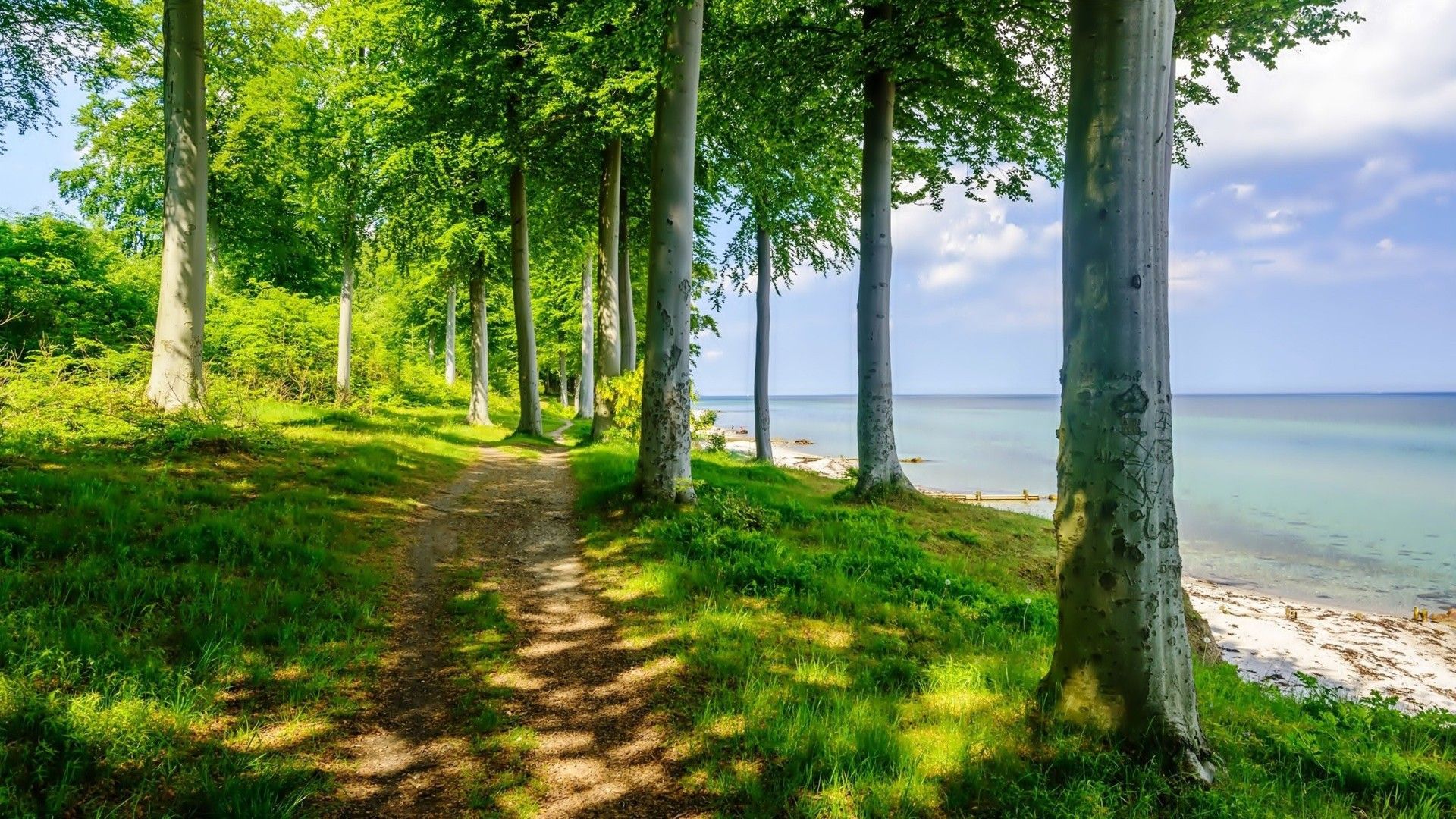 Beach Forest Wallpapers