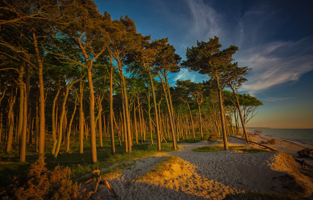 Beach Forest Wallpapers