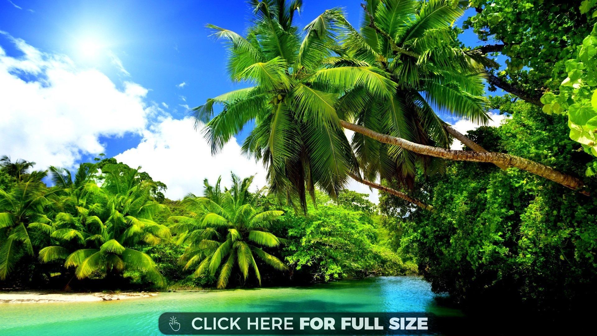 Beach Forest Wallpapers