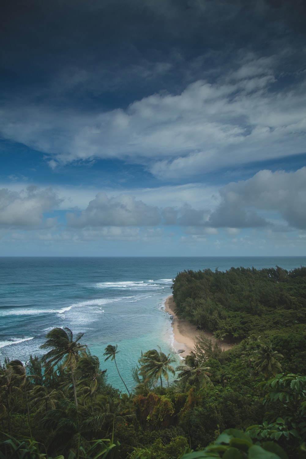 Beach Forest Wallpapers