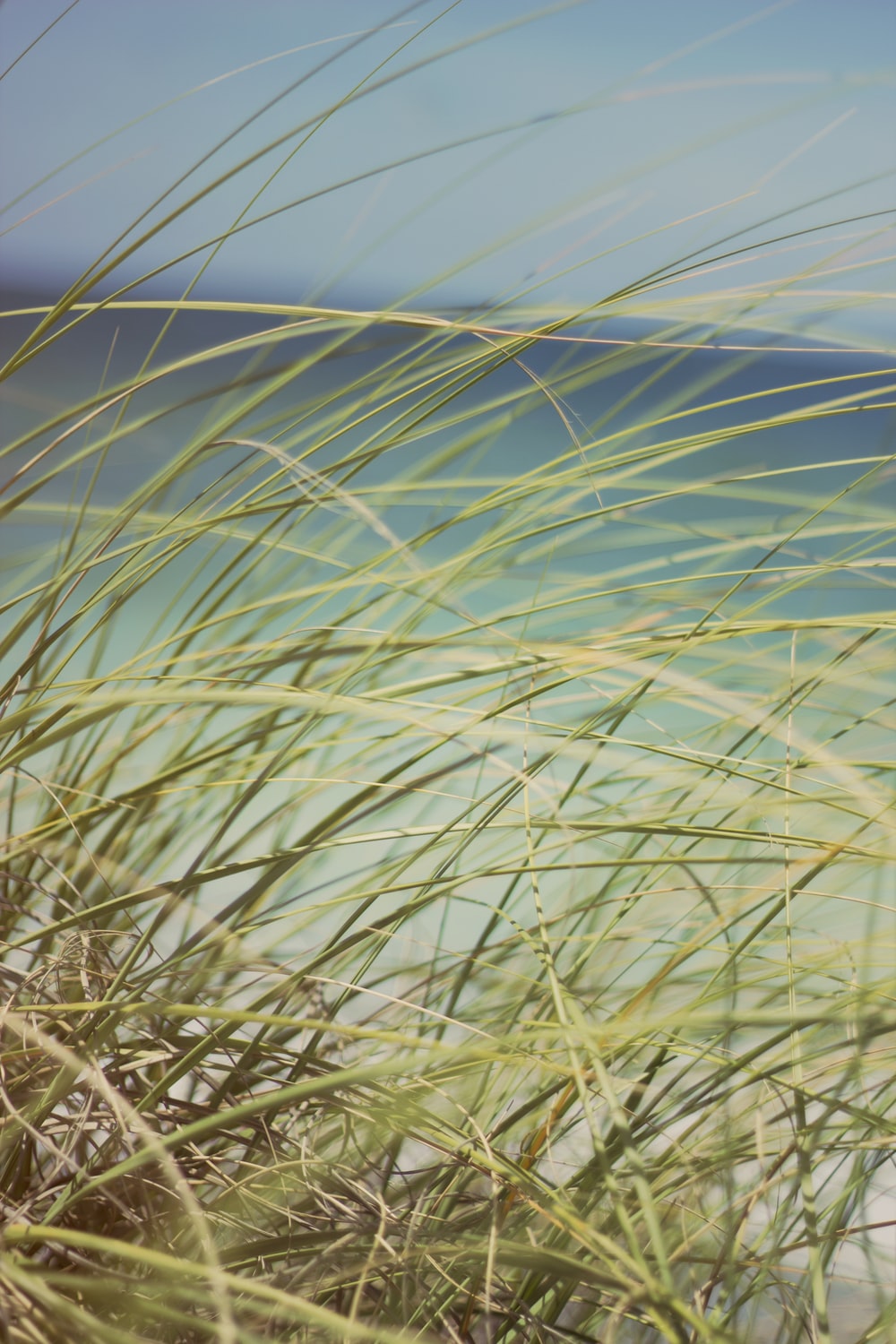 Beach Grass Wallpapers