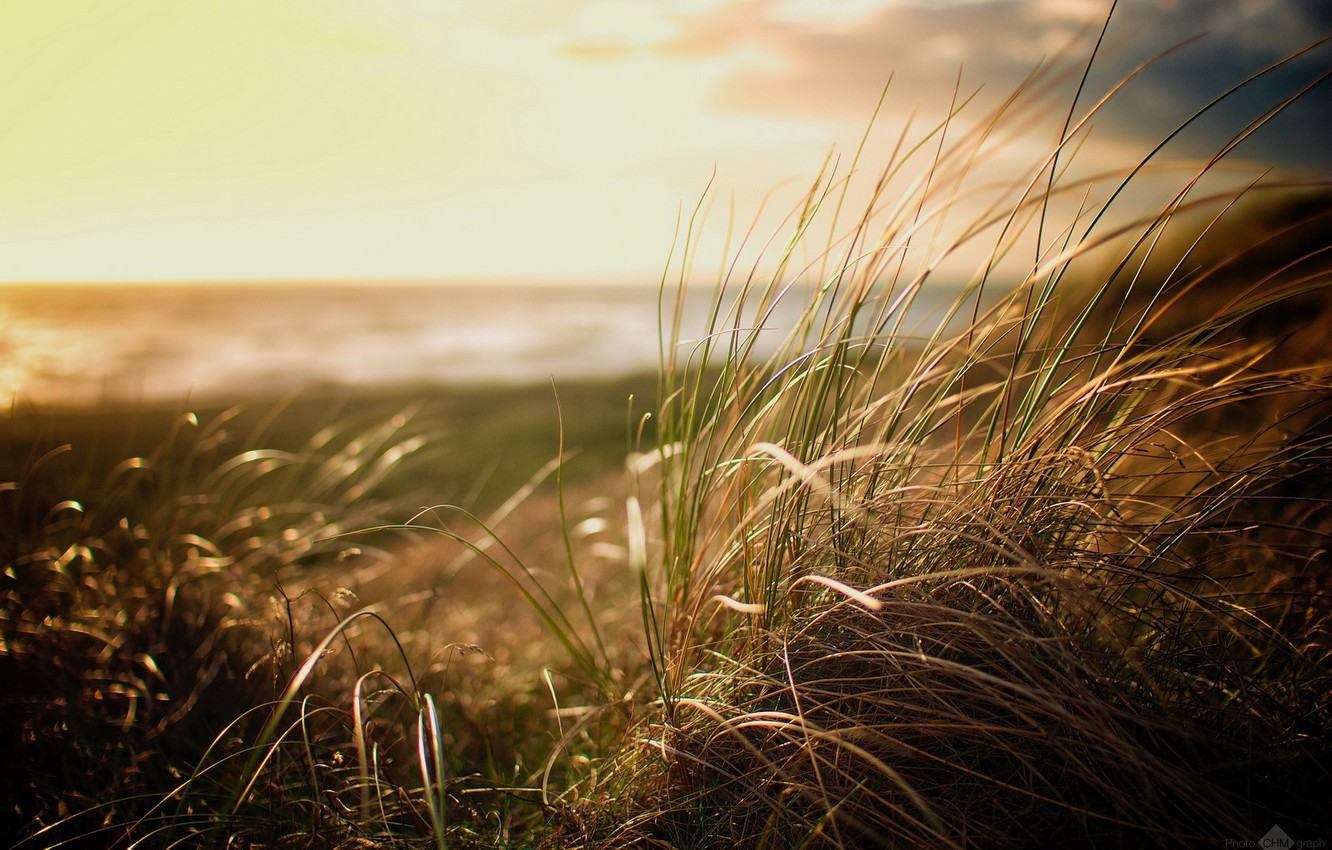 Beach Grass Wallpapers