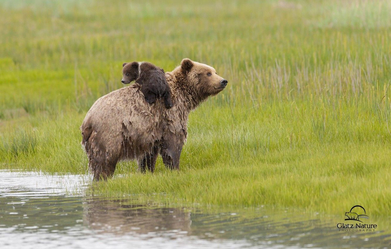 Bear Lake Wallpapers