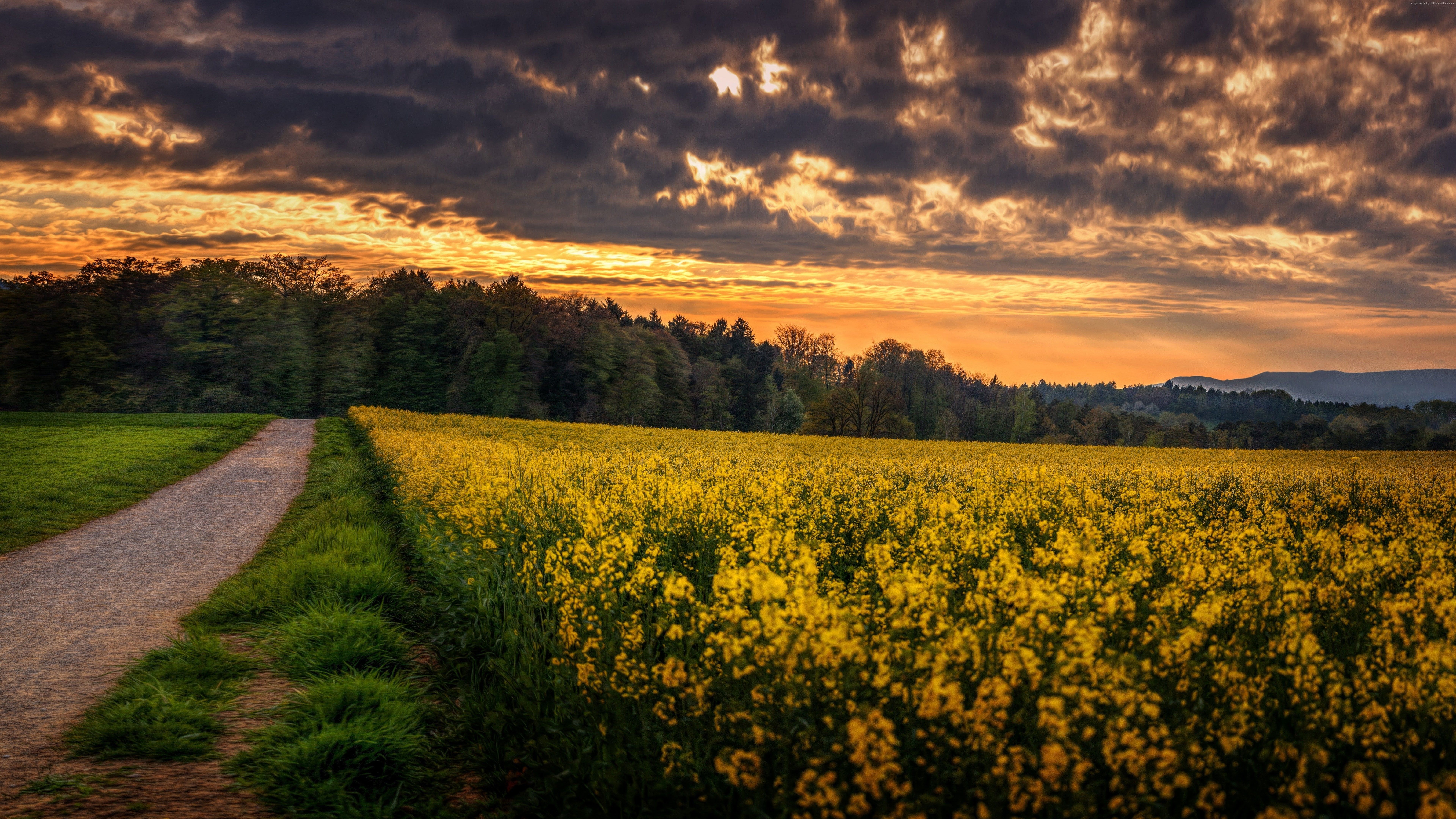 Beautiful Field Sunset 5K Wallpapers