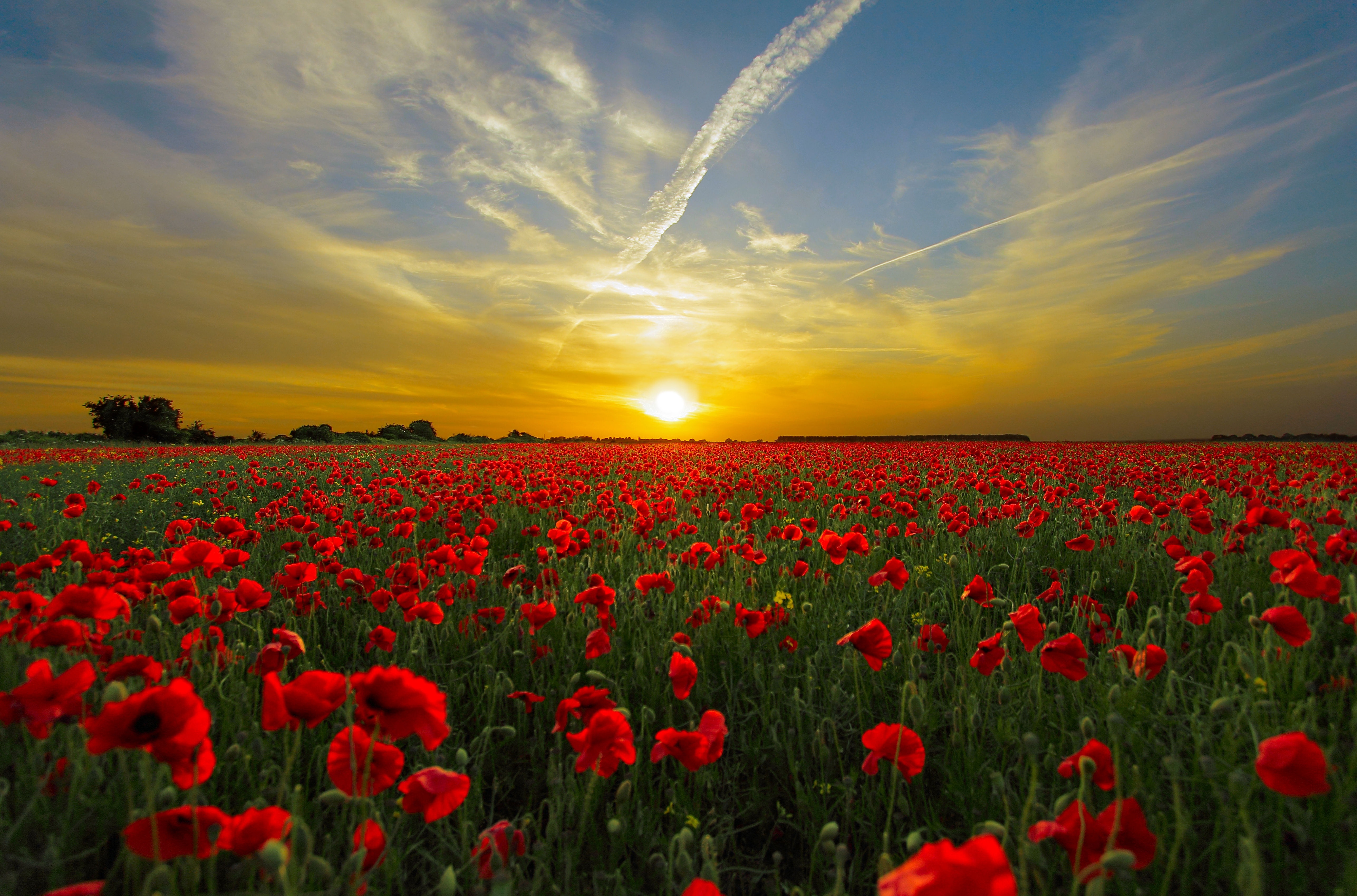 Beautiful Field Sunset 5K Wallpapers