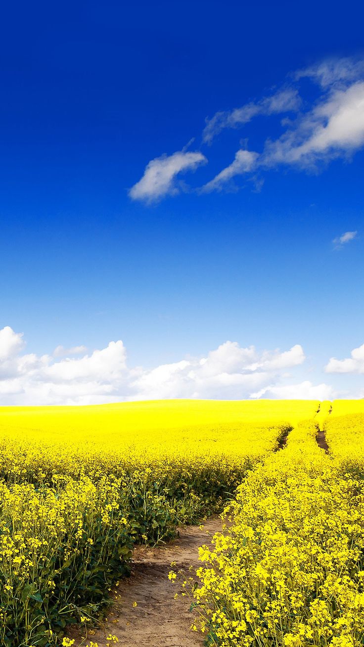 Beautiful Rapeseed Field Wallpapers