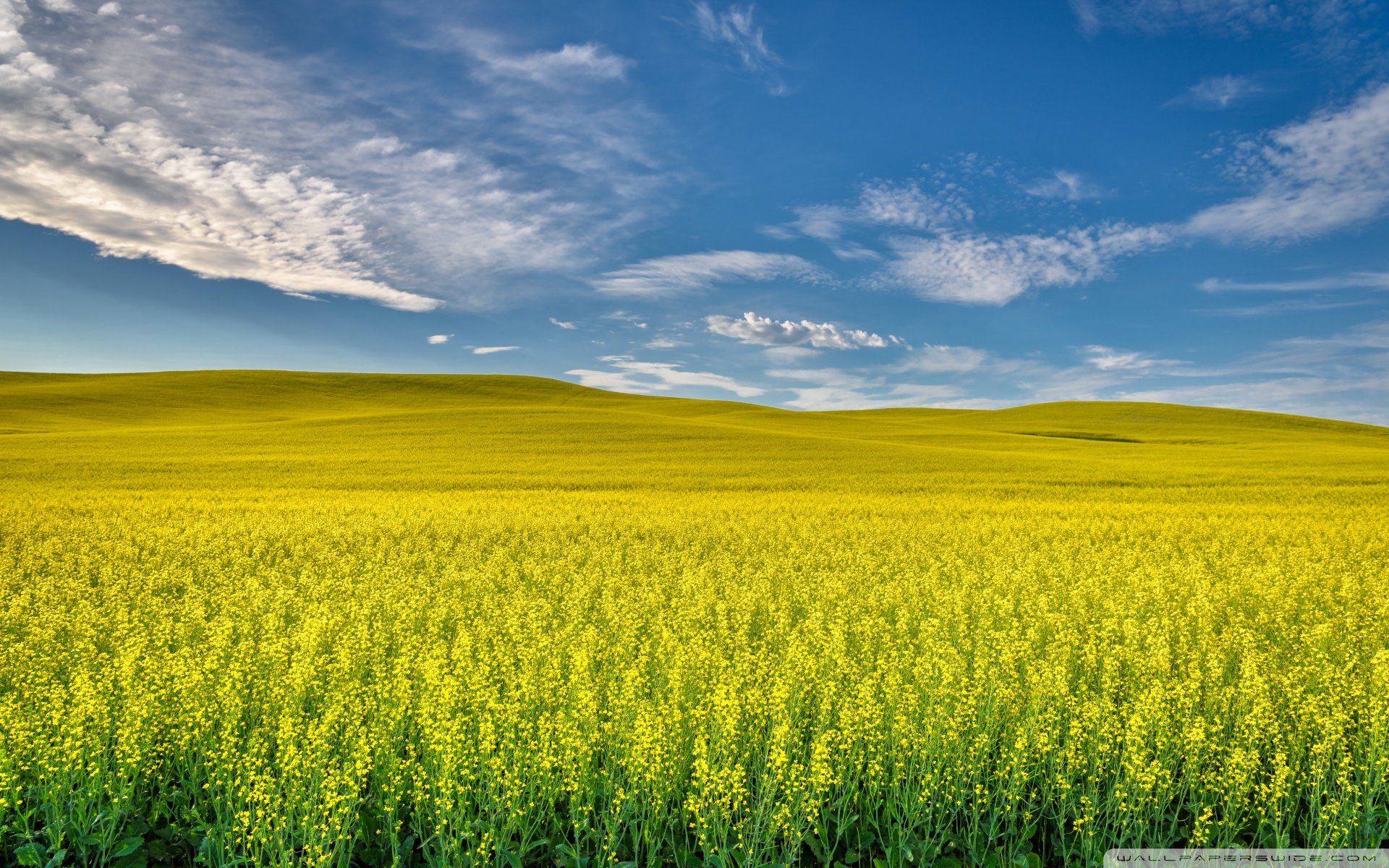 Beautiful Rapeseed Field Wallpapers