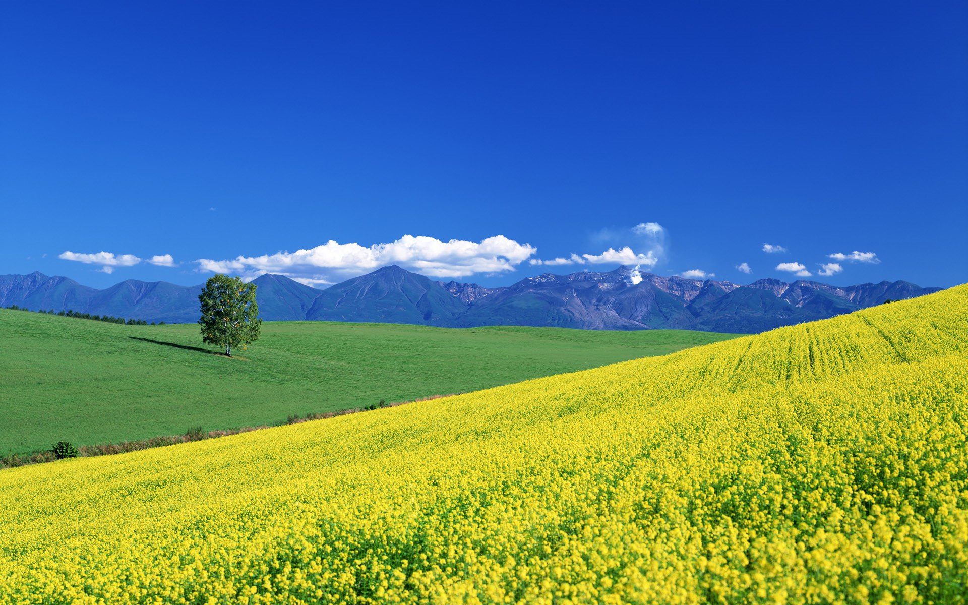 Beautiful Rapeseed Field Wallpapers