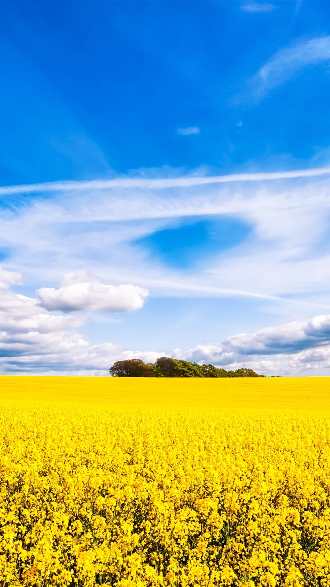 Beautiful Rapeseed Field Wallpapers