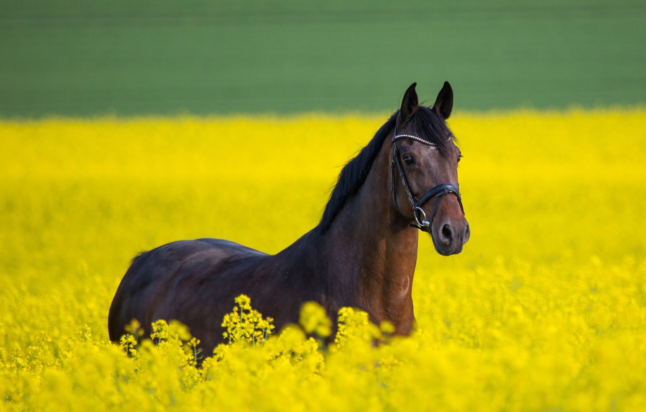 Beautiful Rapeseed Field Wallpapers