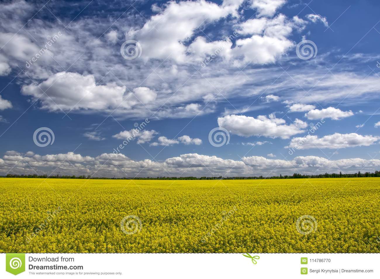 Beautiful Rapeseed Field Wallpapers