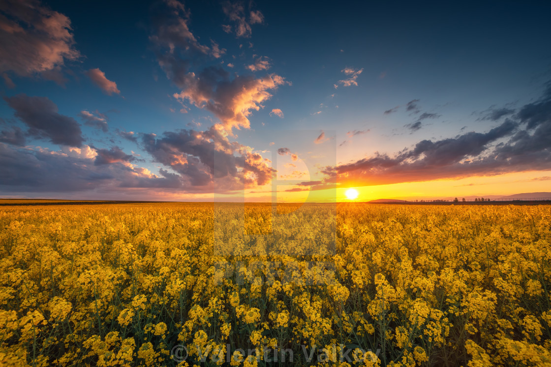 Beautiful Rapeseed Field Wallpapers