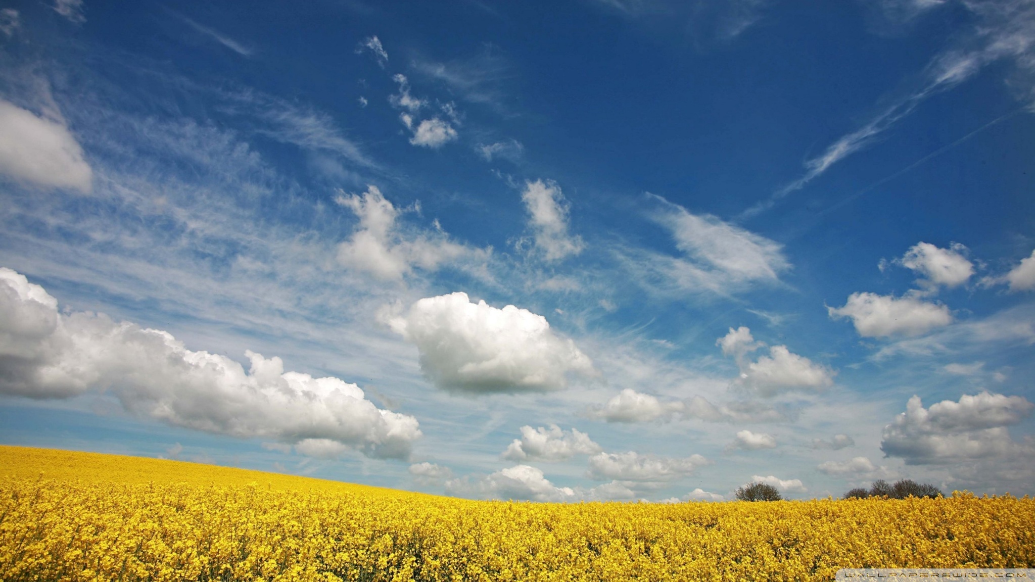 Beautiful Rapeseed Field Wallpapers