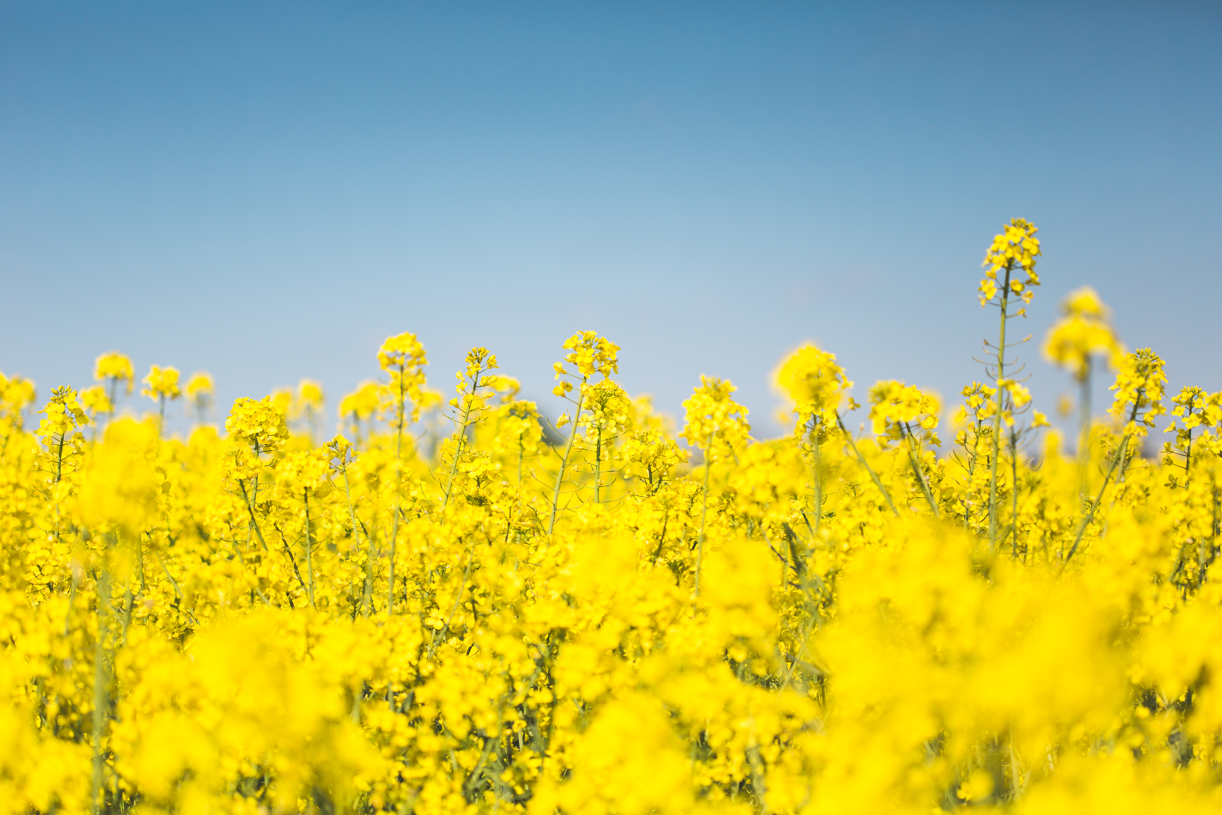 Beautiful Rapeseed Field Wallpapers