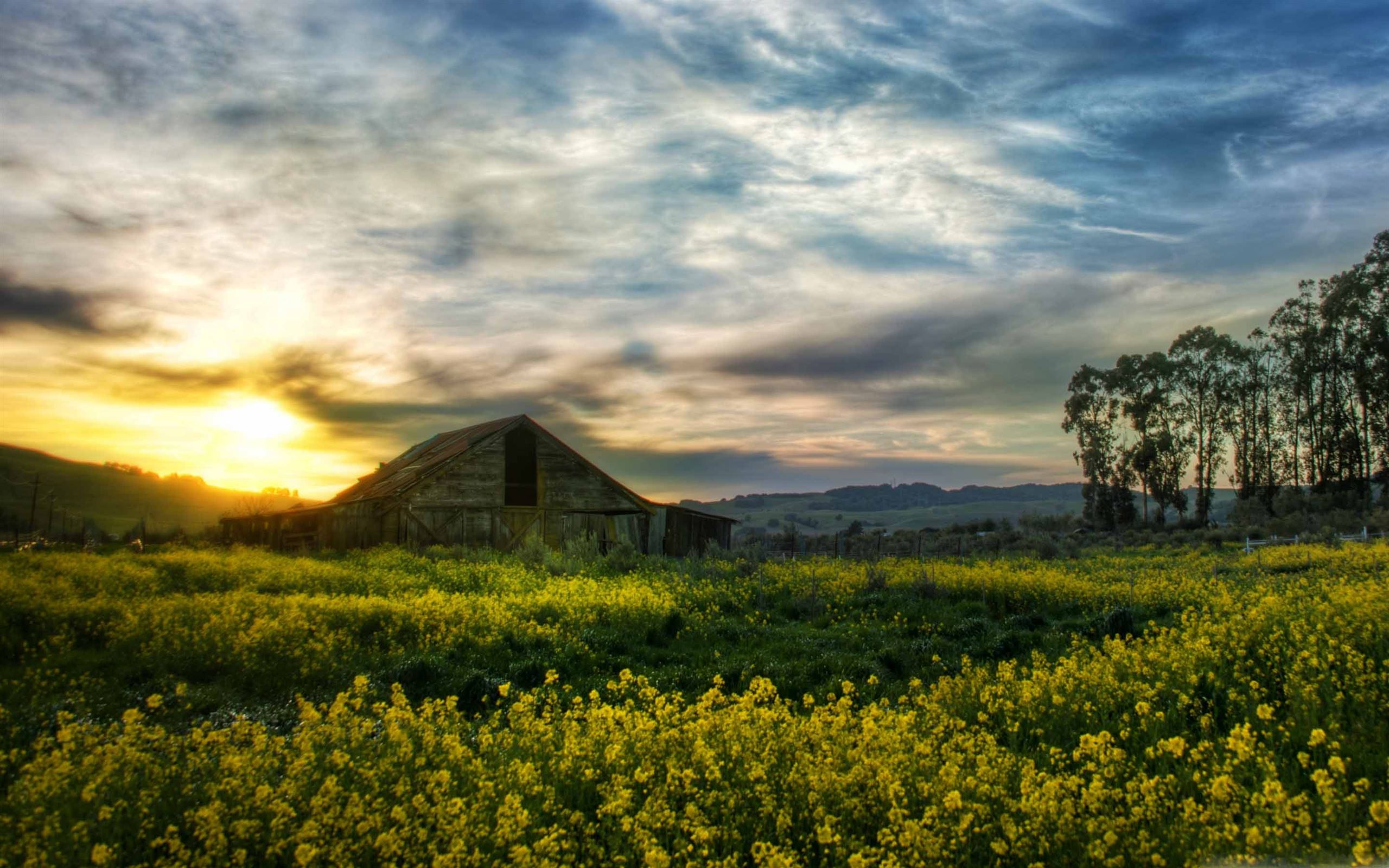 Beautiful Rapeseed Field Wallpapers