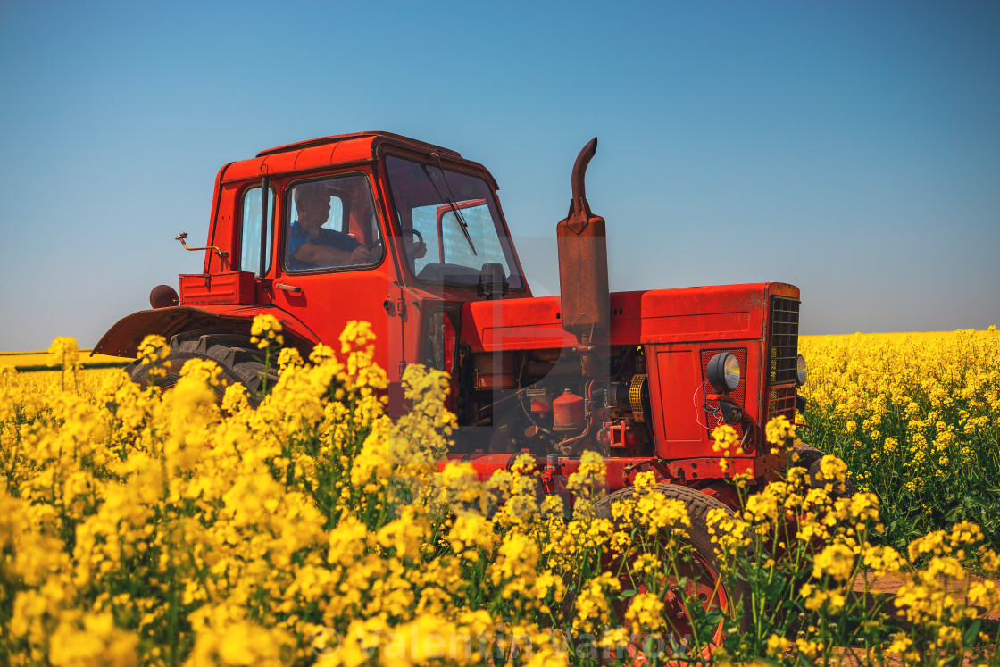 Beautiful Rapeseed Field Wallpapers