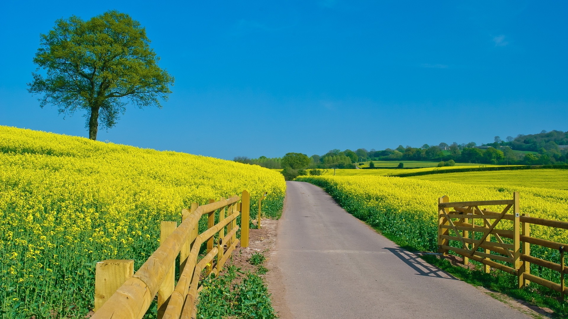 Beautiful Rapeseed Field Wallpapers