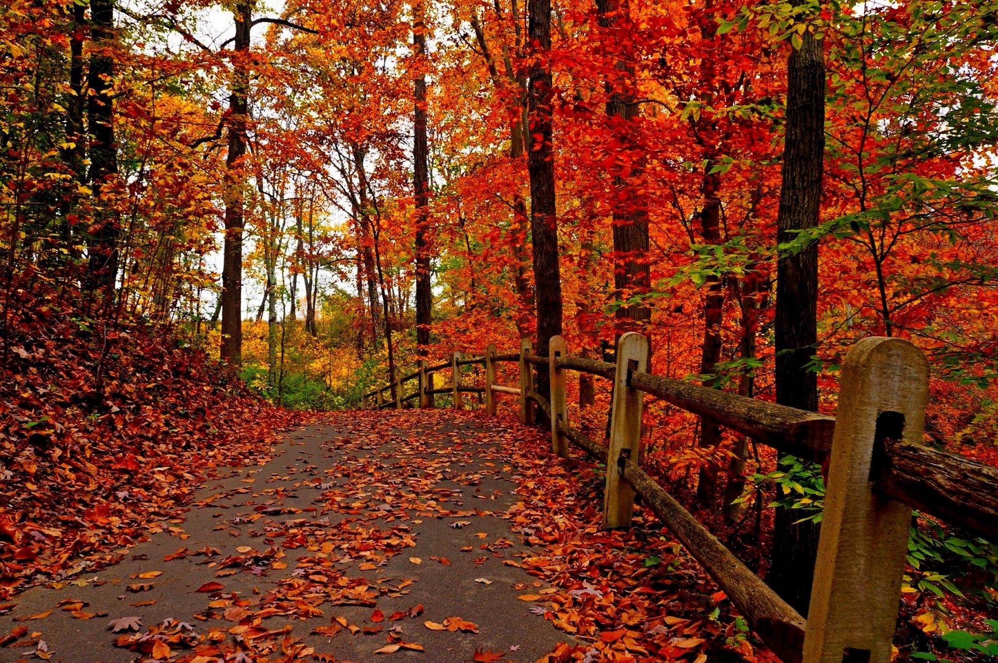 Beautiful Road And Forest In Fall Wallpapers