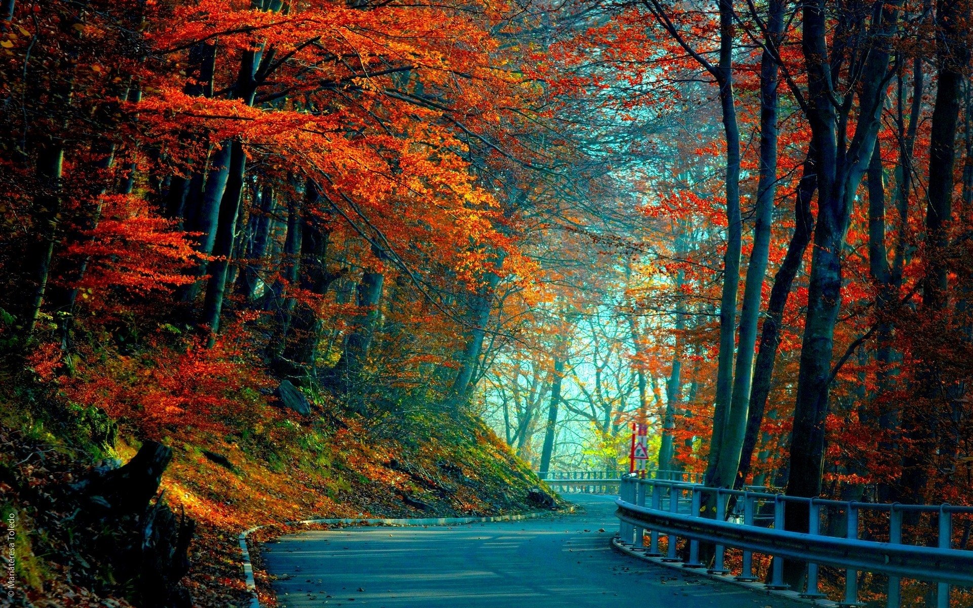 Beautiful Road And Forest In Fall Wallpapers