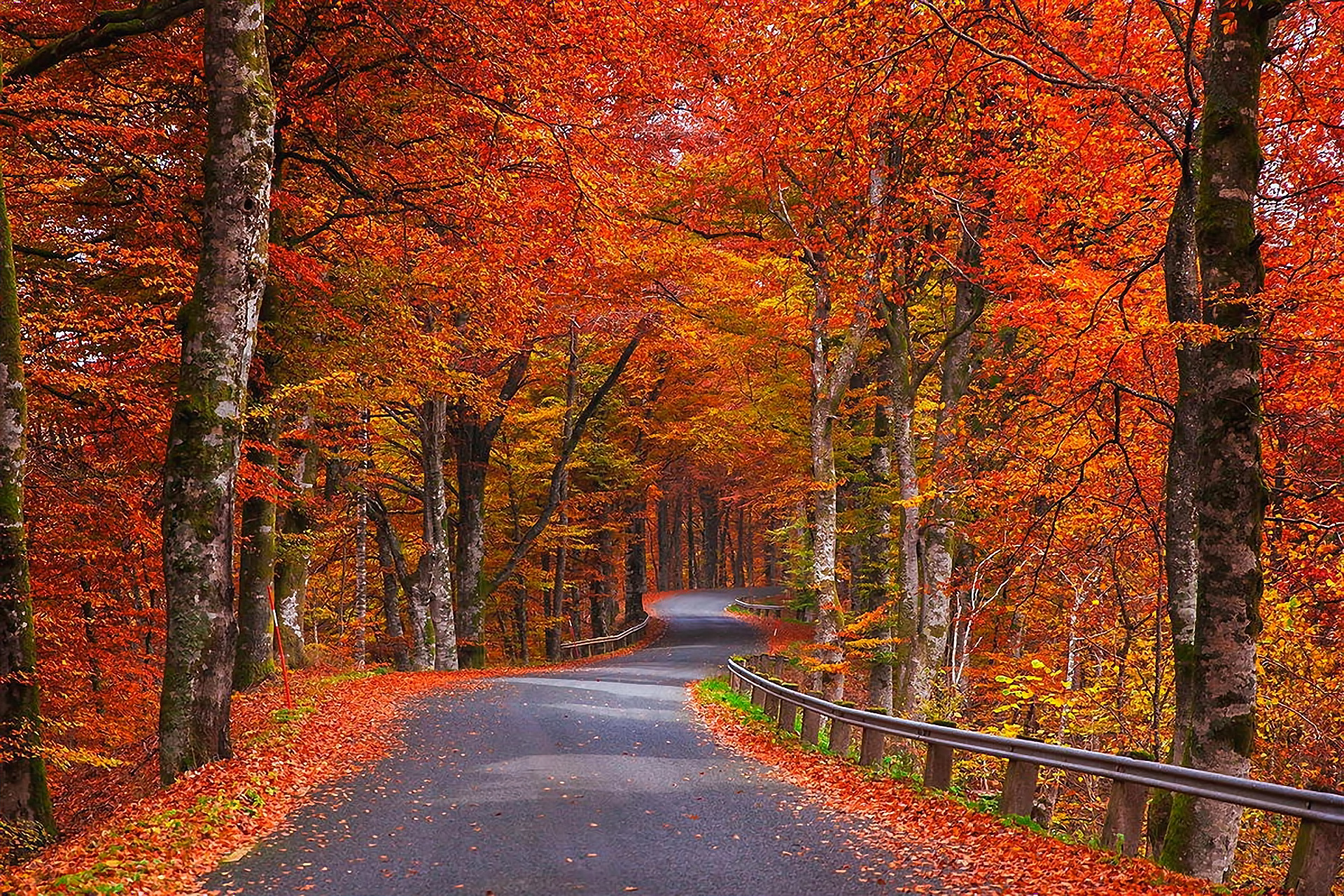 Beautiful Road And Forest In Fall Wallpapers