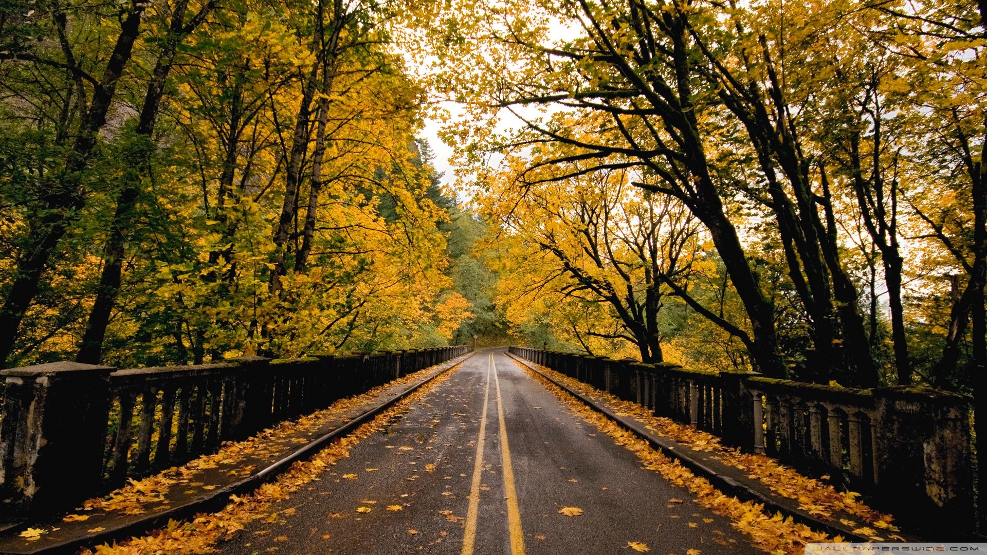 Beautiful Road And Forest In Fall Wallpapers