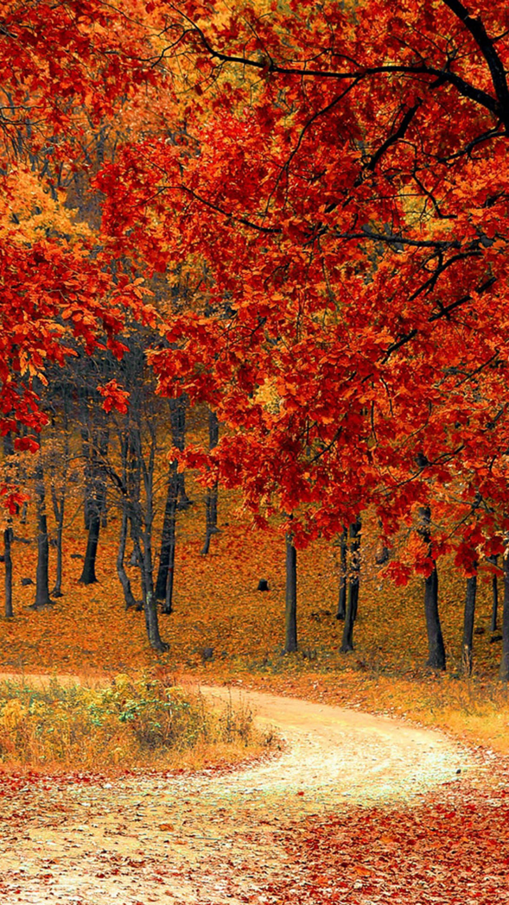 Beautiful Road And Forest In Fall Wallpapers