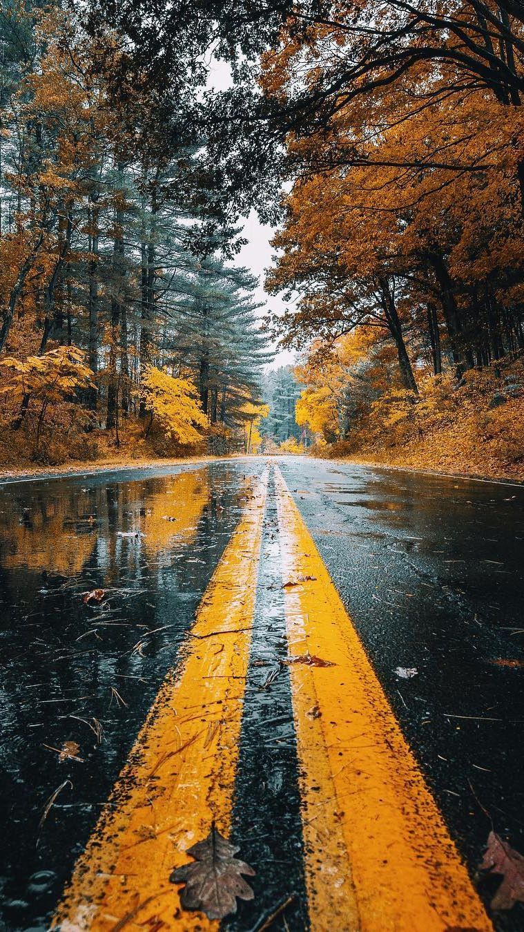 Beautiful Road And Forest In Fall Wallpapers