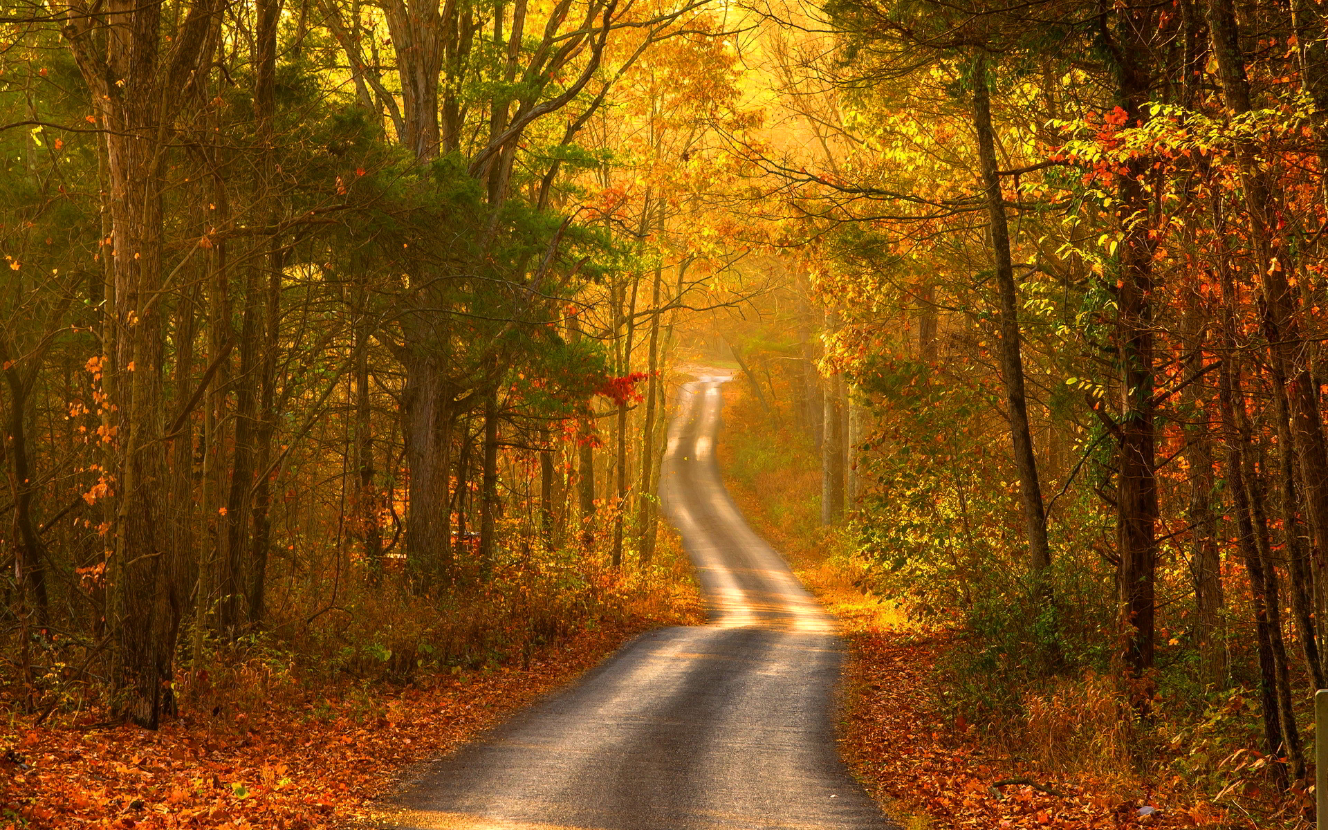 Beautiful Road And Forest In Fall Wallpapers