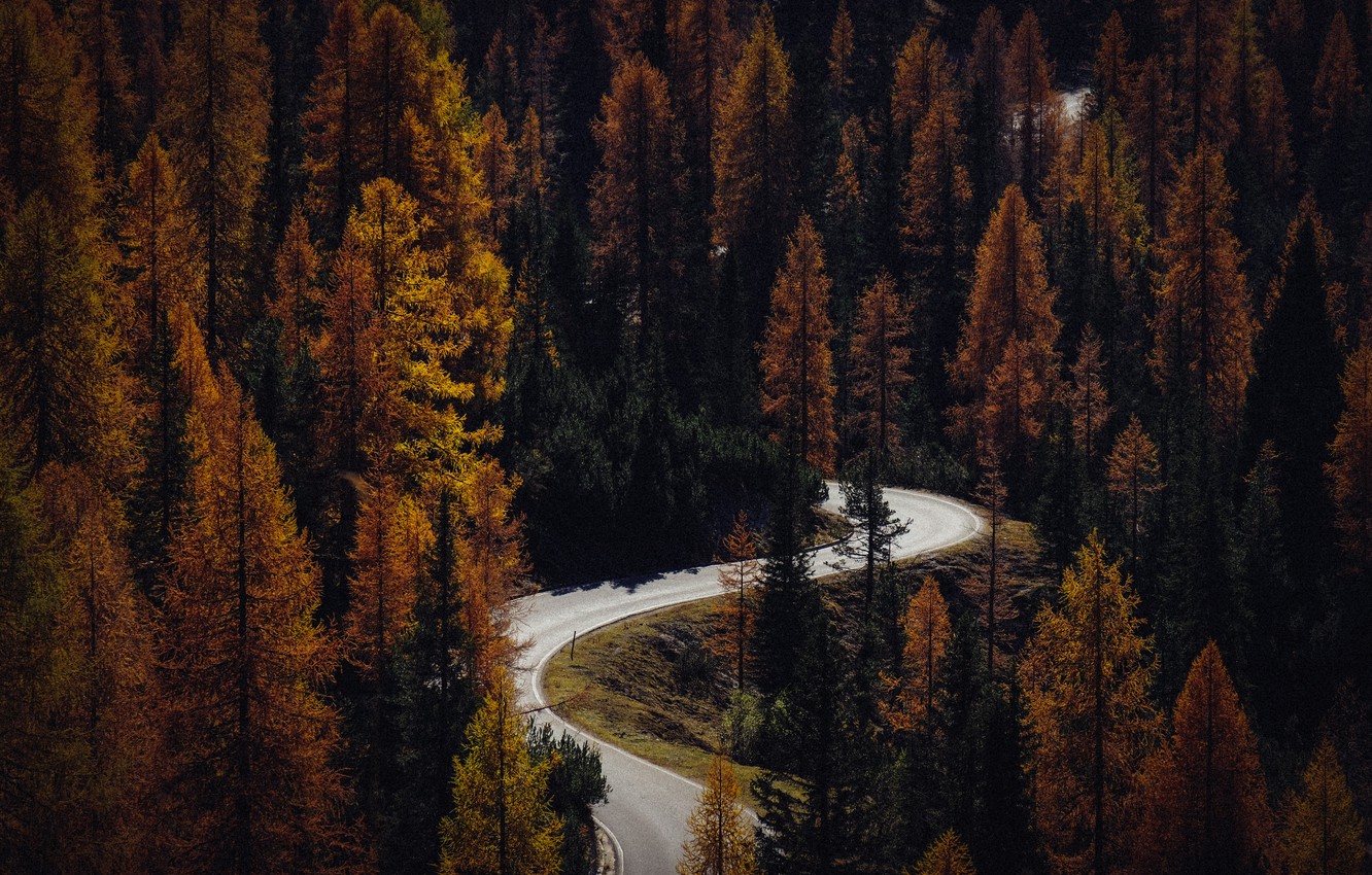 Beautiful Road And Forest In Fall Wallpapers